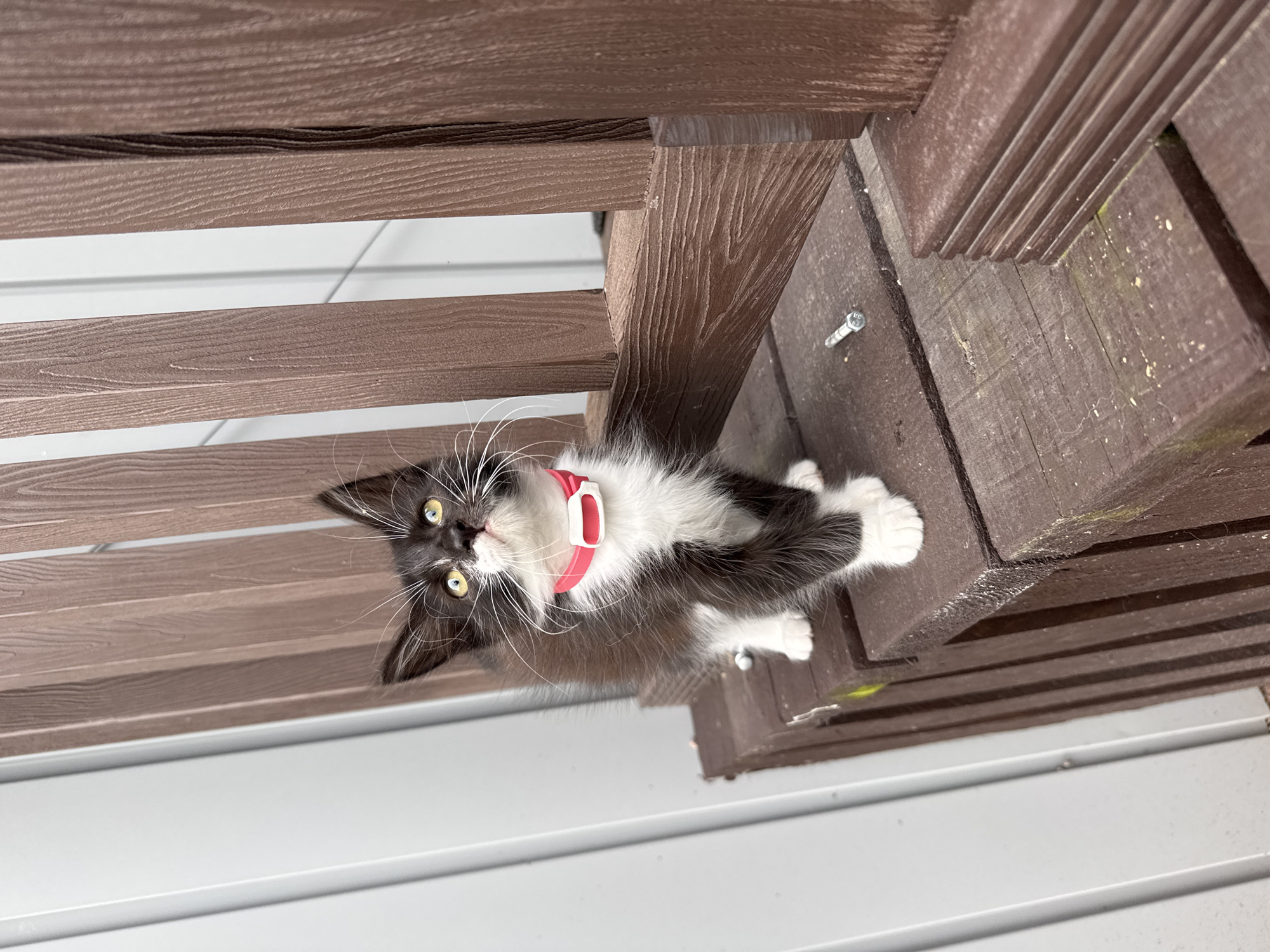 A small, black and white kitten with a pink collar is perched on a wooden deck. The kitten is looking upwards with wide, yellow eyes. The deck is made of dark brown, weathered wood planks. Behind the kitten, there are vertical wooden posts of the same material. To the left of the deck is a wall with vertical, light gray siding. A single screw is visible on the deck in front of the kitten. The overall scene appears to be an outdoor area, possibly a porch or balcony, located in Kempelevo, Russia.