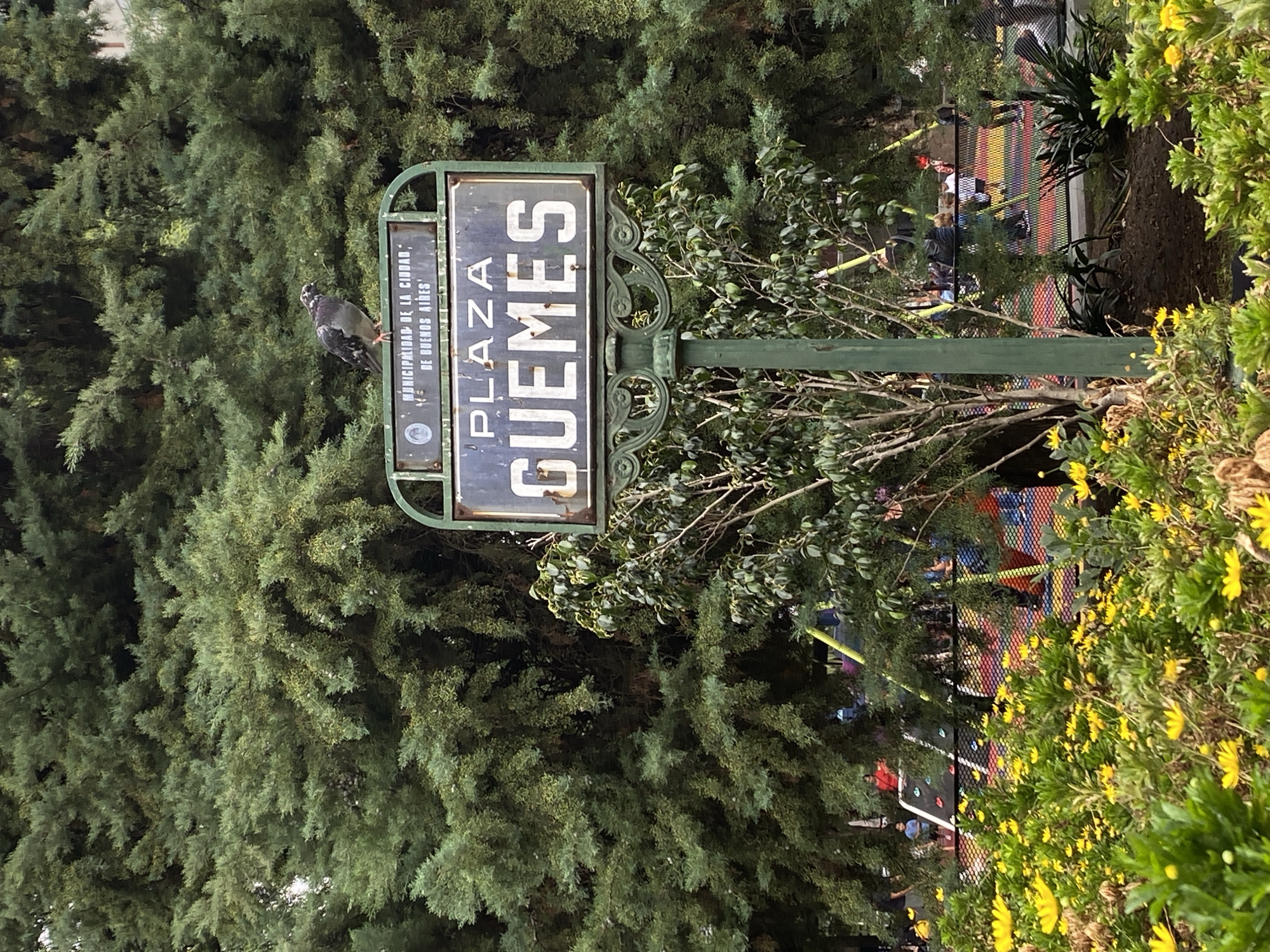 A vertical full-frame photograph captures a public park scene in Plaza Güemes, Buenos Aires, Argentina. Centrally positioned is a weathered, dark green metal signpost. The upper panel, smaller and more rusted, bears the text "MUNICIPALIDAD DE LA CIUDAD DE BUENOS AIRES" and a circular emblem. The lower, larger panel displays "PLAZA GUEMES" in white capital letters against a dark background.
Perched atop the upper sign panel is a rock pigeon (Columba livia), facing right, exhibiting typical grey, black, and white plumage.
The immediate foreground features a dense bed of green foliage interspersed with numerous small, bright yellow daisy-like flowers. Behind the signpost, a small tree with green leaves is visible.
The midground and background are dominated by a massive, dense coniferous tree with dark green, scale-like foliage. Through gaps in the lower branches of this tree, a public playground area is partially visible. This area includes a dark grey climbing wall with white handholds, a black metal fence with a rainbow-colored pattern, and indistinct figures of several individuals, including adults and children, engaged in recreational activities. One person wears a red shirt, another a blue shirt. The ground in the playground area appears to be a paved surface.