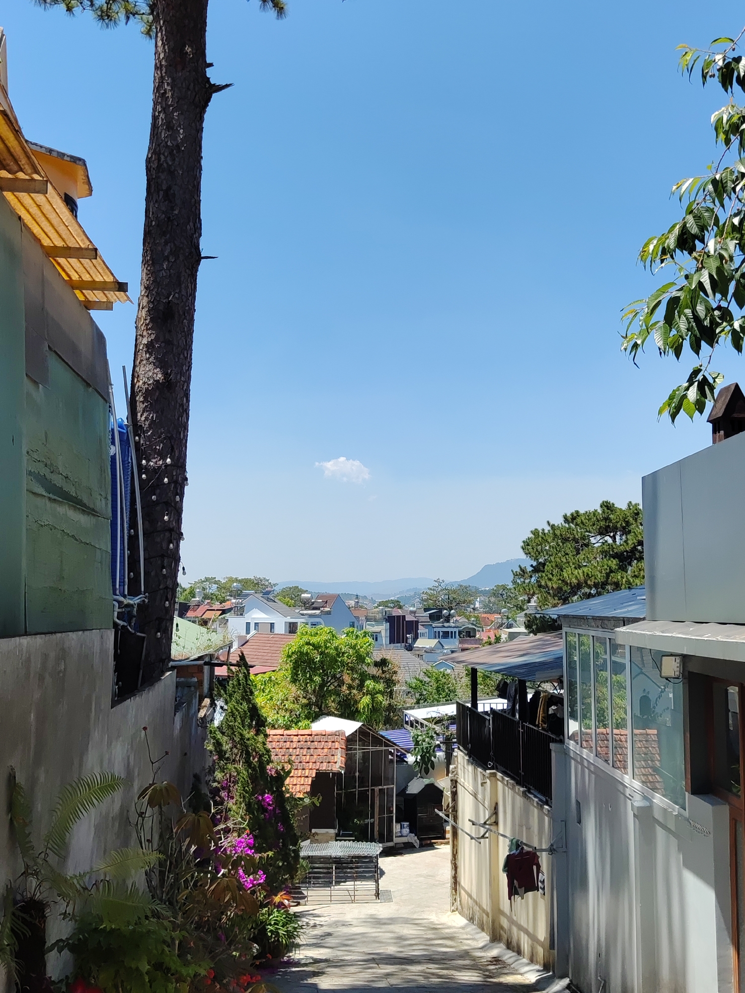 This image depicts a downward-sloping concrete alleyway or street in Da Lat, Vietnam, offering a view over a densely built urban landscape under a clear blue sky. On the left, a section of a light green building with a yellow corrugated plastic awning is partially visible, adjacent to a tall, textured tree trunk adorned with string lights. Below this, a concrete retaining wall is partially obscured by various green plants, including ferns and purple-flowering bougainvillea-like shrubs. On the right, a light gray building features a flat roof, a dark brown chimney, and a large glass-paneled window section with a black frame. A clothesline attached to its lower concrete wall displays a red garment drying. In the midground, numerous residential buildings with diverse roof colors (predominantly red tile and gray metal) are visible, interspersed with green trees, cascading down a hillside. Distant mountains or hills are silhouetted against the horizon beneath the bright, cloudless sky, save for a single small white cumulus cloud in the upper center-right. No individuals are present. The scene is illuminated by bright daylight.