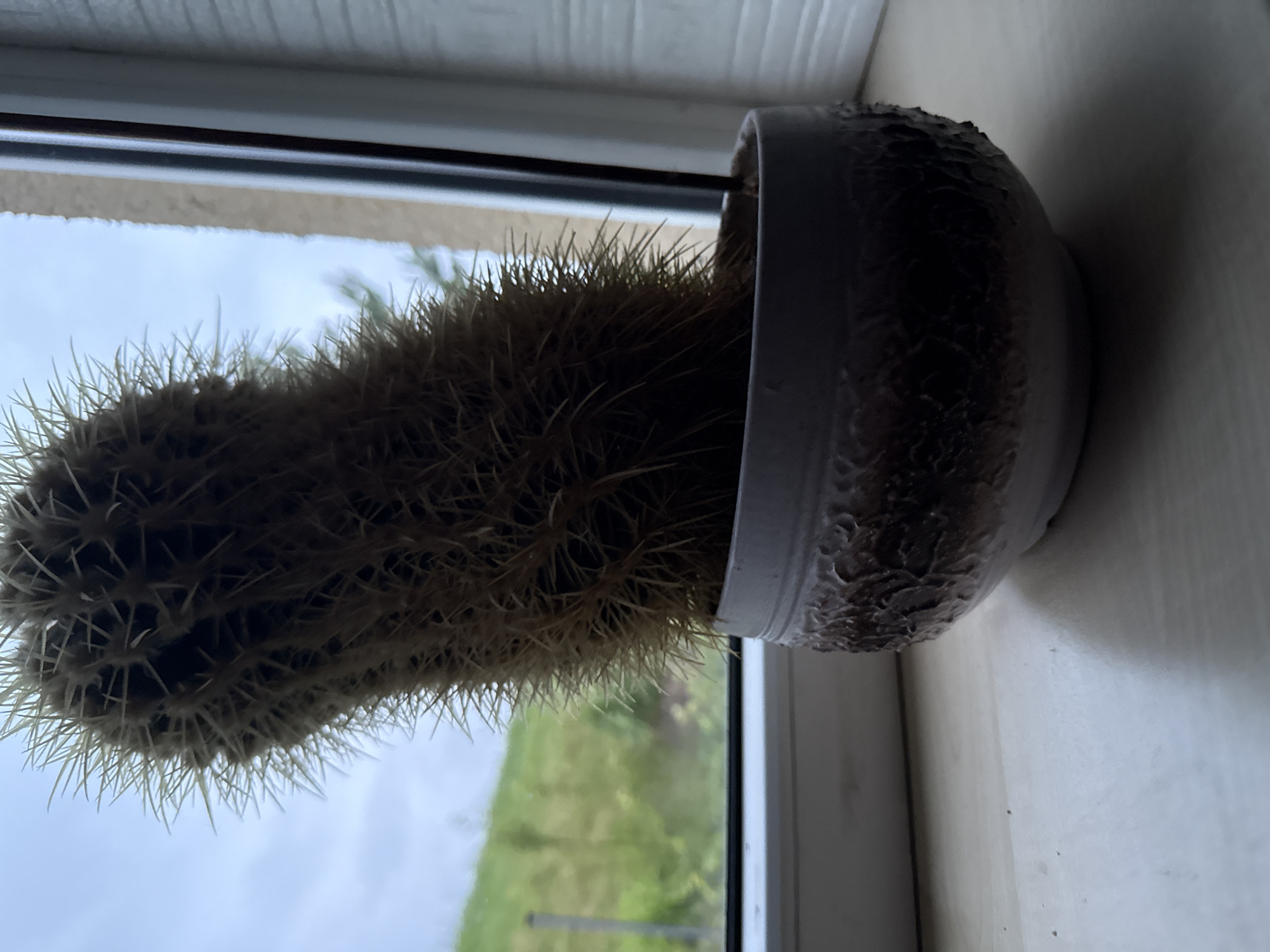 A cactus plant is positioned in a patterned pot on a windowsill. The cactus is elongated and covered in numerous thin, light-colored spines. Behind the cactus, a window reveals a cloudy sky and a blurred green landscape, likely a grassy hill. The windowsill is a light-colored, wooden surface. The scene is indoors, with the windowsill appearing to be part of an apartment or house in the city of Galinė, Lithuania. There are no people or animals visible in the image.