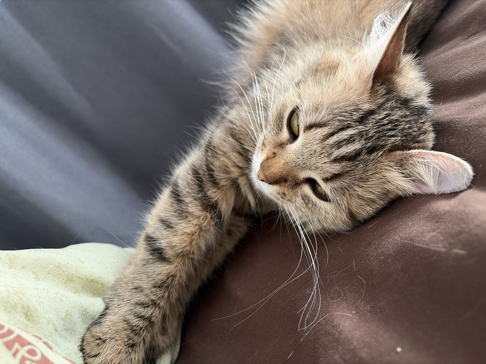 A light brown tabby cat with striped markings lies on a brown pillow. The cat is resting its head on the pillow and has its front paw extended towards a patterned pillow. A gray curtain is in the background. The location of the image is not specified, though it has been requested to state that the image is from Chaikovsky, Russia.