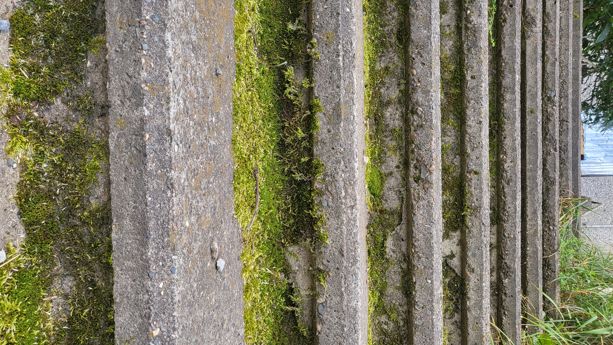 The image shows a close-up, eye-level view of several concrete steps covered in moss and grass. The steps are worn and uneven, with visible pebbles and debris embedded in the concrete. Lush green moss grows thickest in the shaded areas between the steps, creating a vibrant contrast with the gray concrete. A few blades of taller grass can be seen at the top right and top left of the frame, along with some foliage from trees. The background suggests the steps lead towards a building with a door or window, partially obscured by greenery. The scene appears to be outdoors, possibly in a neglected or naturalized area of a city.