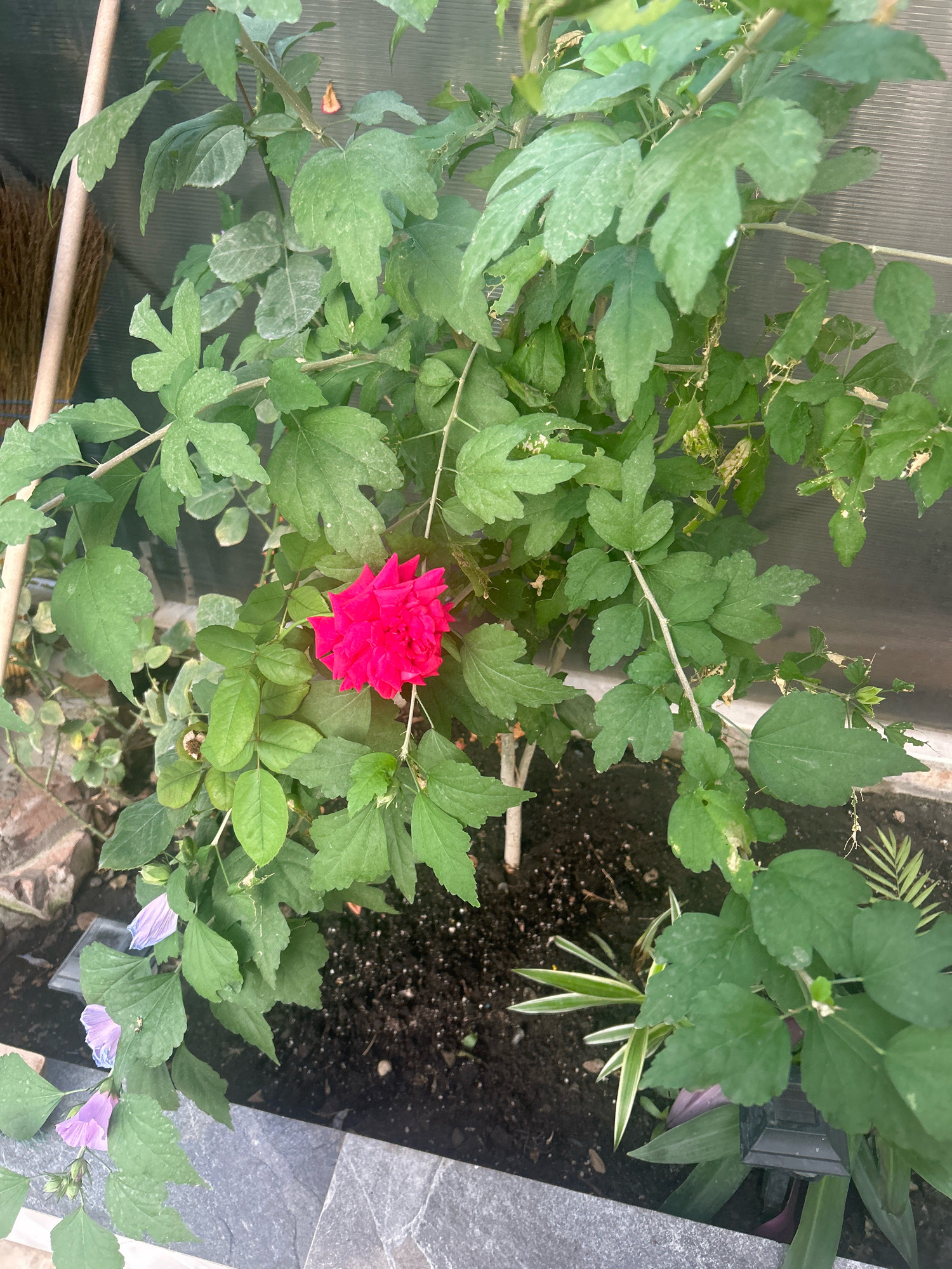 A bright pink rose blooms among lush green foliage. The plant is in a garden bed, with dark soil visible. To the left, a portion of a broom can be seen leaning against a wooden stake. In the lower left of the frame, a few pale purple flowers are also present. The background consists of a textured, translucent material, possibly a greenhouse panel. The scene appears to be an outdoor setting, likely a garden. The image does not provide any specific indicators of location within the city of Grozny, Russia, or any details about people, actions, or interactions.