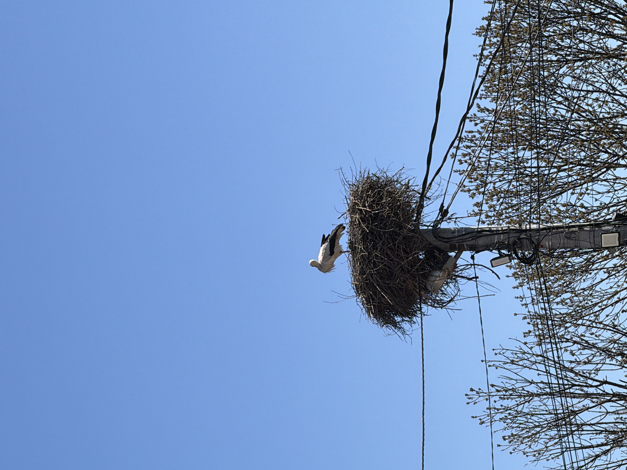 The image shows a stork perched on a large nest built atop a utility pole. The pole is partially obscured by leafless branches. There are power lines running near the pole and nest. The sky is clear and blue. The location is in Sofia, Bulgaria.
