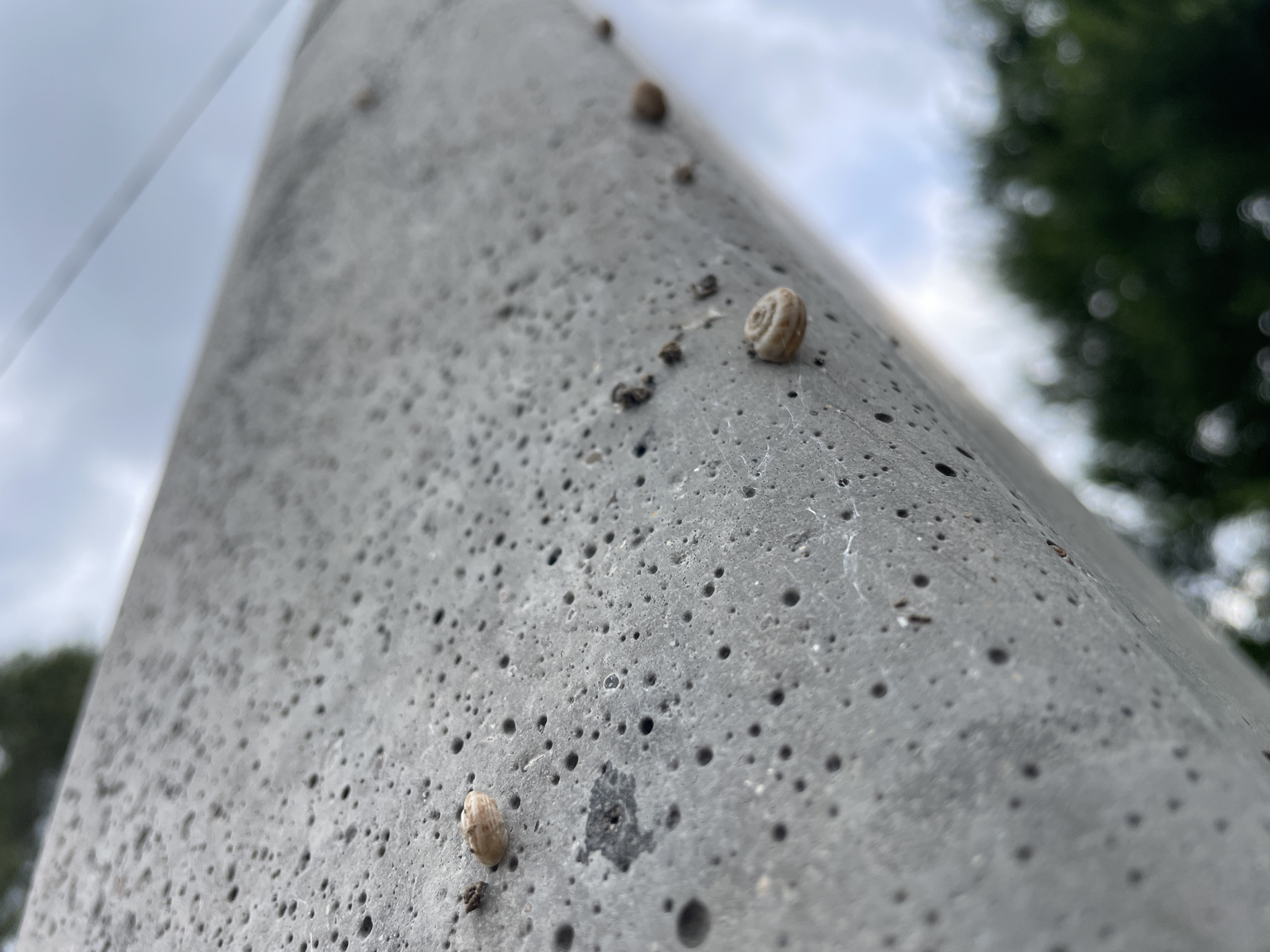 A close-up, low-angle shot shows several small, light-brown snails on a textured, grey concrete pole, possibly a utility pole or post, outdoors. The pole has numerous small, dark indentations and some faint white webbing. In the background, a blurred sky with some clouds is visible to the left, and out-of-focus dark green foliage from a tree or bush is on the right. The snails are clustered in a line ascending the pole. The overall lighting suggests an overcast or partially cloudy day. The scene is not specifically identifiable to a particular location in Cahul, Moldova, but depicts a common urban or suburban outdoor environment.