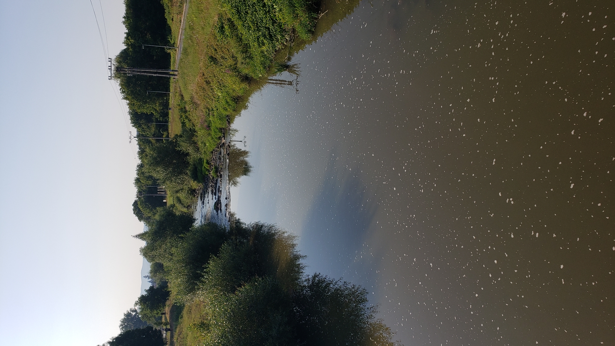 The image shows a view of the Sekčovský potok (Sekčov stream) in Prešov, Slovakia, on a clear, sunny day. The stream flows from the background towards the foreground, with its surface covered in numerous small white flecks, possibly foam or debris. Lush green vegetation, including trees and bushes, lines both banks of the stream. In the background, a few power poles and lines are visible, along with a road and more trees. The sky is a pale blue, with no clouds. The overall scene is tranquil and depicts a natural landscape within or near an urban environment.