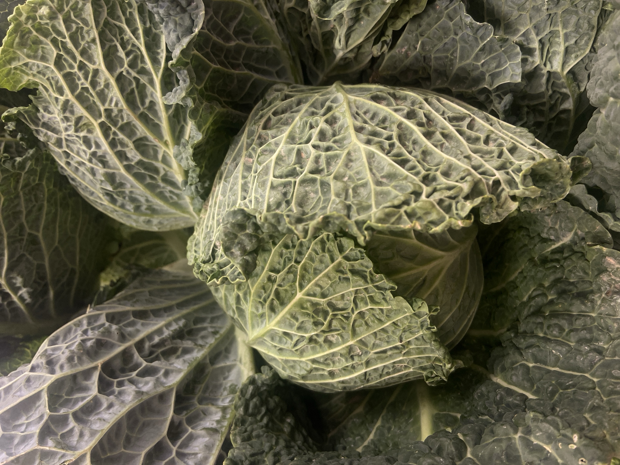 A close-up shot presents a tight cluster of dark green savoy cabbages. The leaves display a distinctive wrinkled or blistered texture and prominent veins. The cabbages are densely packed, obscuring any background. There is no indication of location or people in the scene.