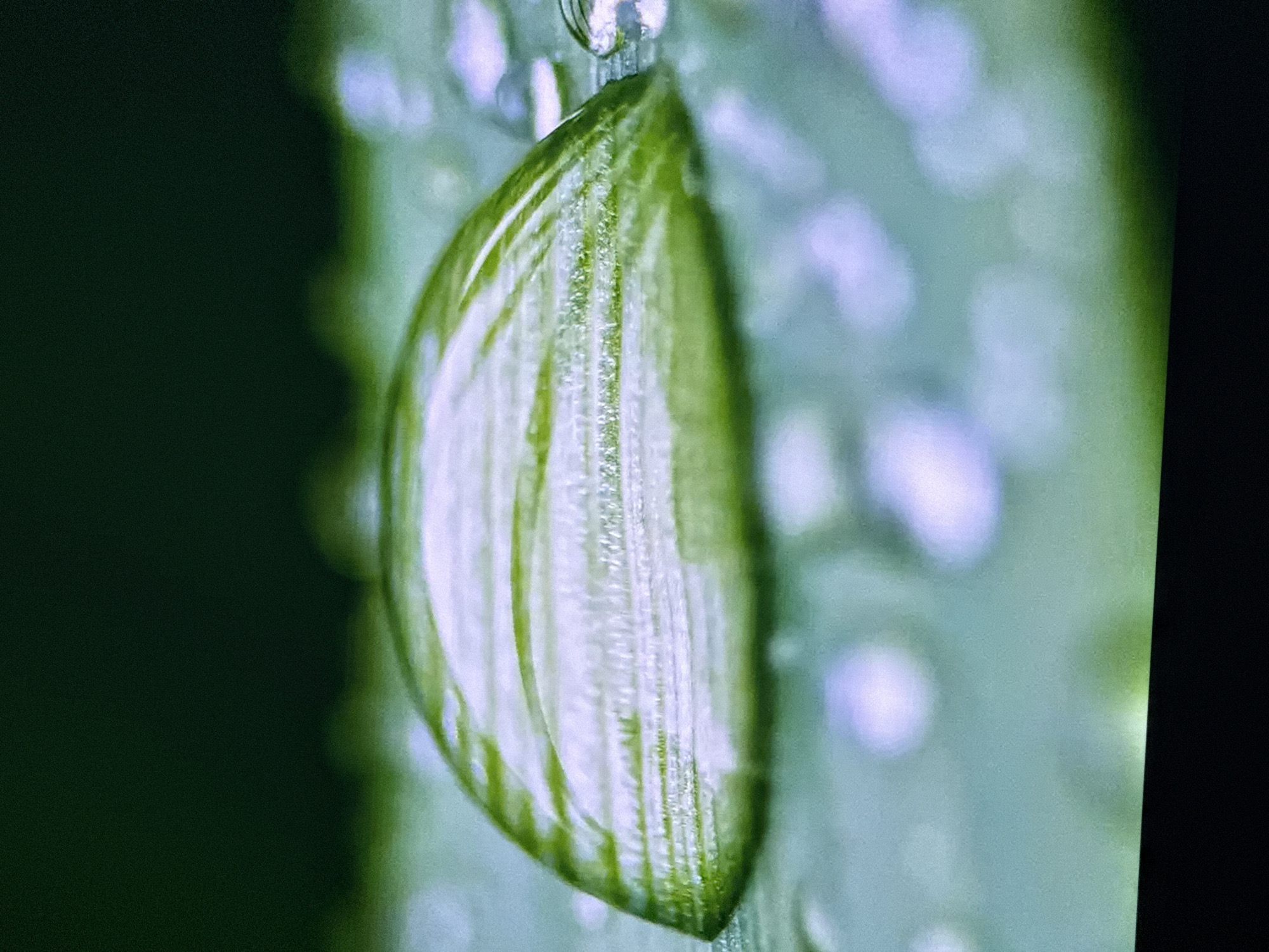 A close-up photograph shows a green leaf covered in water droplets. The leaf appears to be attached to a larger plant, which is slightly out of focus in the background. The background also includes a dark, undefined area. No people, location, or city information are discernible.
