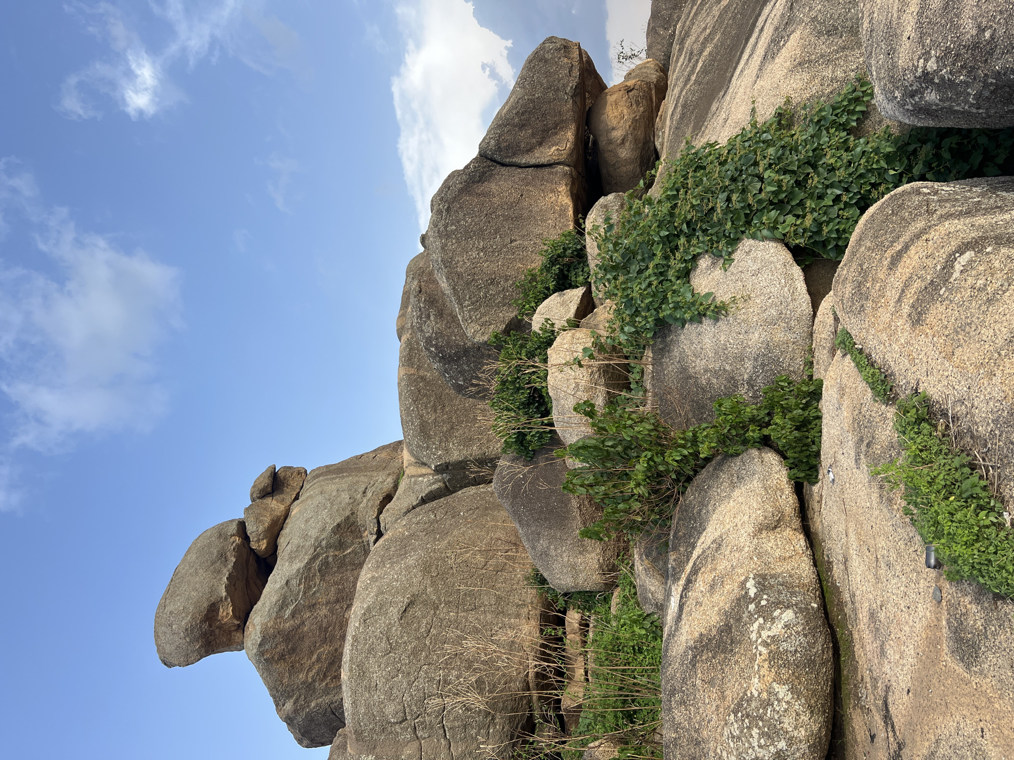 This image depicts a rocky landscape with large, weathered boulders, characteristic of the topography found in the city of Jos, Nigeria. The rocks are a mixture of rough and smooth textures, with some exhibiting a yellowish-brown hue, while others appear grayish. Verdant green vines and smaller plants are growing in crevices and around the base of the boulders, adding a touch of life to the rugged terrain. Tall, dry grass is also visible amongst the rocks. The sky above is a clear blue with scattered white clouds, suggesting a daytime scene. The perspective is low-angle, emphasizing the imposing size of the rock formations. There are no people or animals visible in the frame. The scene appears to be an outdoor natural environment, likely a hilly or mountainous area.