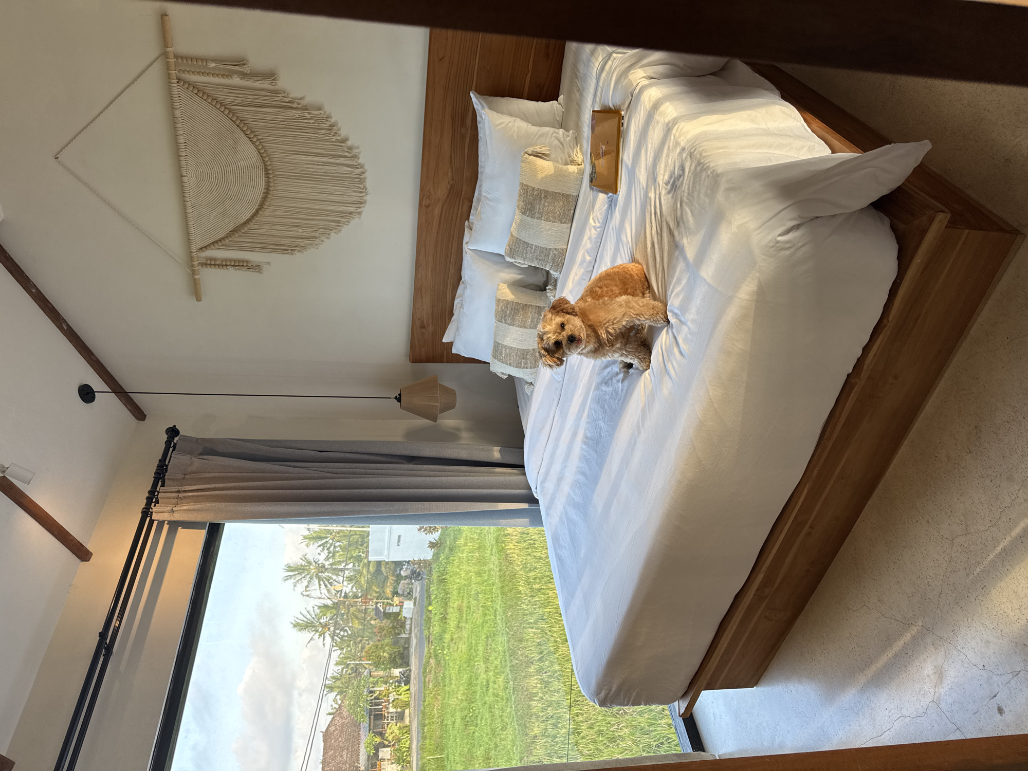 In a bedroom in Tegallalang, Indonesia, a small, fluffy, light brown dog sits on a large bed covered with white linens. The bed has a wooden frame and headboard, and is adorned with several white pillows and two decorative pillows with striped patterns. To the right of the dog, a thin, rectangular, orange object, possibly a book or tablet, rests on the bed. Sunlight streams into the room from a large window on the left, casting shadows across the bed and the concrete floor. The window offers a view of a lush green rice paddy field, palm trees, and a traditional Balinese building with a thatched roof. A macrame wall hanging is suspended on the wall above the bed. A wooden-framed pendant light hangs from the ceiling. The scene appears tranquil and bathed in natural light.