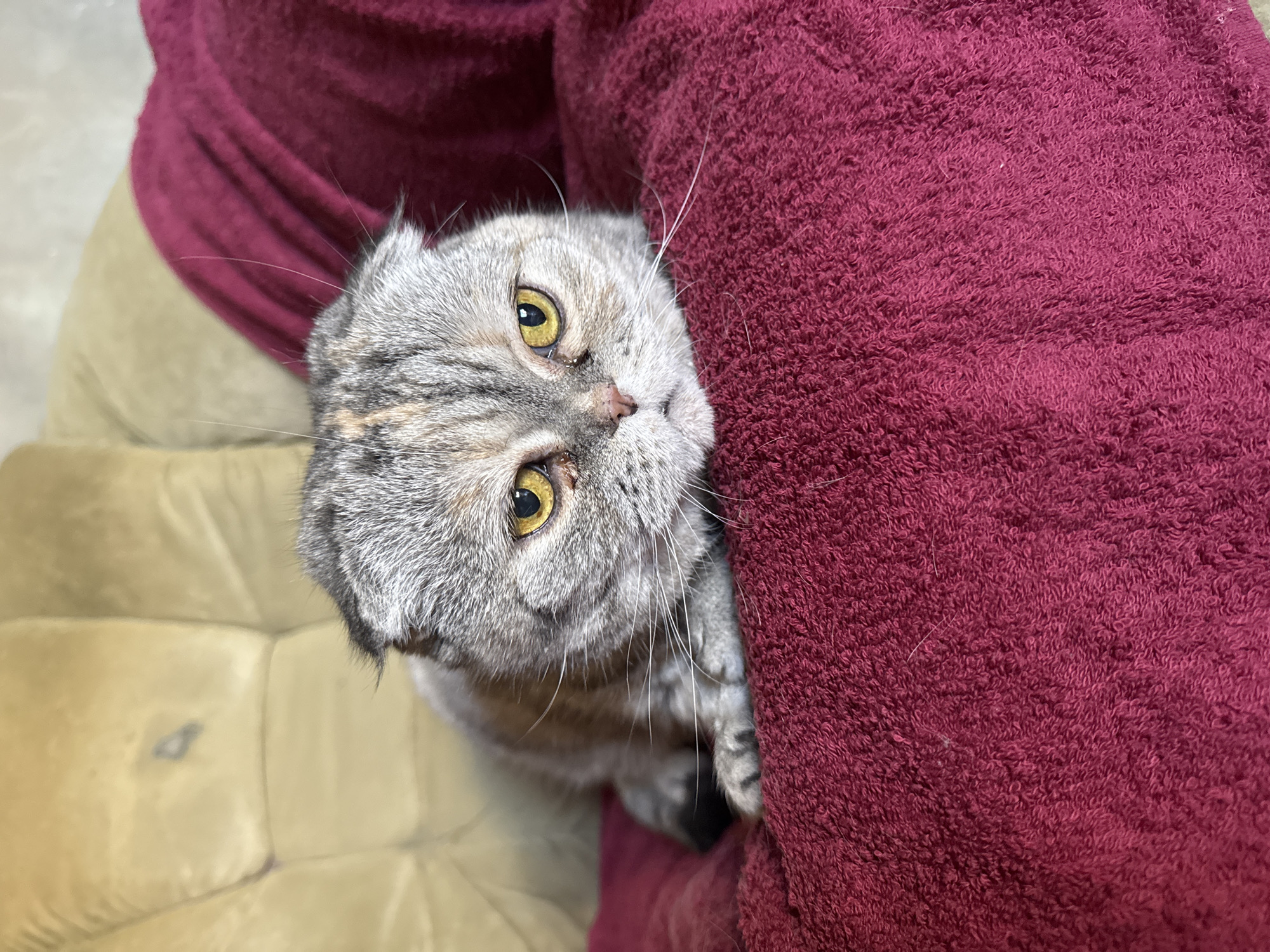 A gray tabby Scottish Fold cat peers upward at the viewer. The cat is positioned between a plush, burgundy towel or blanket and a beige vinyl surface with tufted seams, possibly a sofa or chair. The cat has golden-yellow eyes and long, white whiskers. The environment suggests an indoor setting. There is no evidence to confirm location within Chaikovsky, Russia.