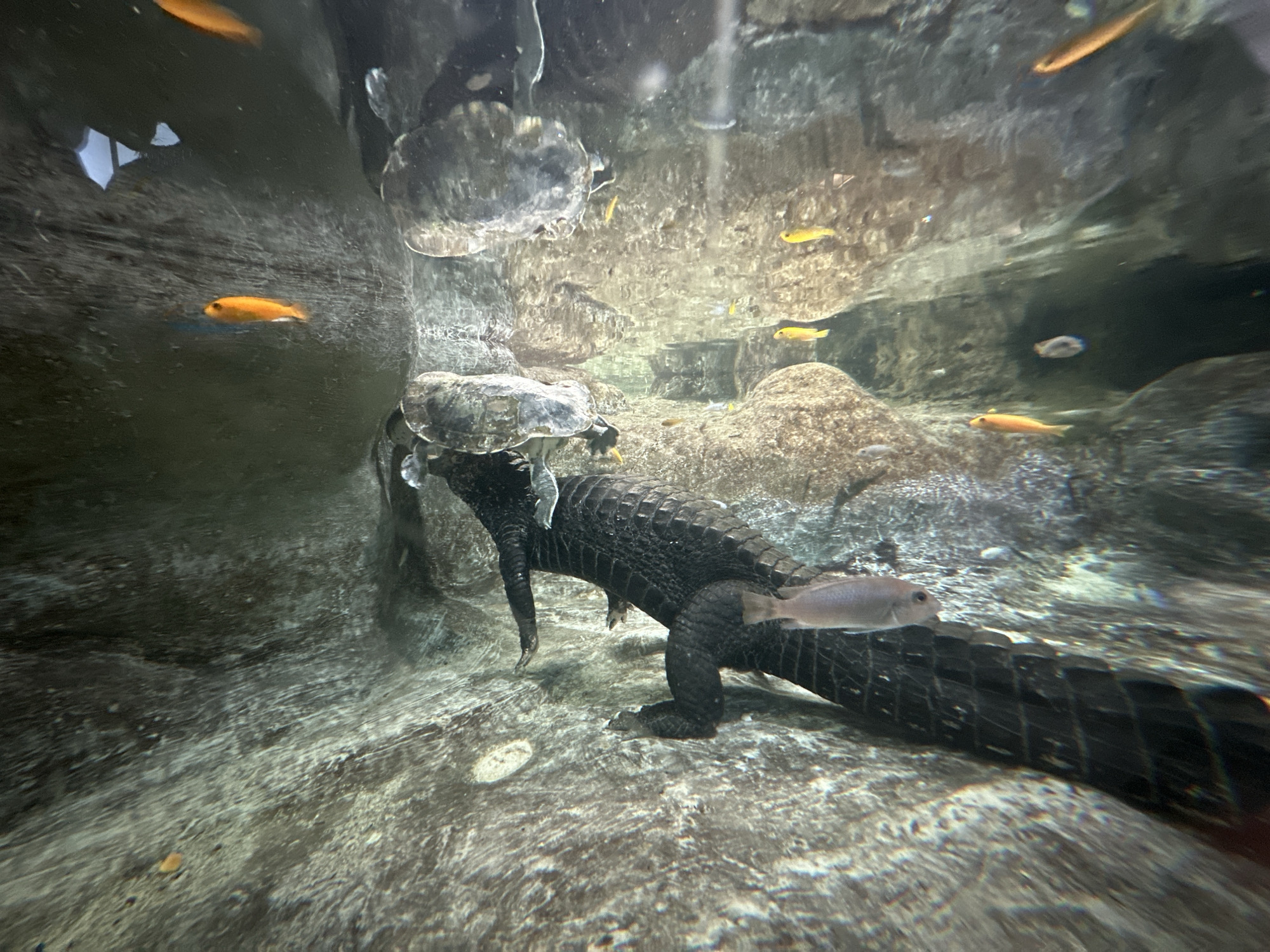 An alligator is in a murky aquarium environment, partially submerged in water, with several turtles and small fish around it. The alligator's dark, scaled body is prominent, with its legs visible on the rocky substrate. One turtle is on the alligator's back, while another is positioned to the left. Numerous small, colorful fish, including orange and yellow varieties, swim throughout the scene. The background consists of rocks and underwater vegetation, creating a naturalistic display. The lighting is dim, typical of an aquarium setting. This image was taken at the Zagreb Zoo in the City of Zagreb, Croatia.