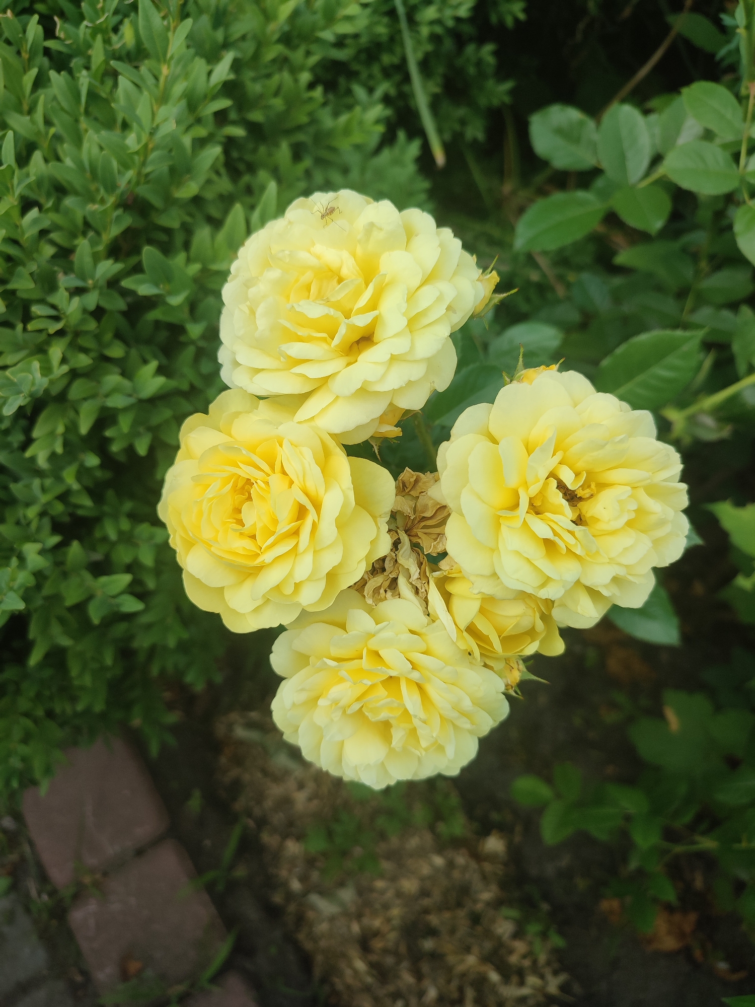 A cluster of yellow roses is in full bloom in a garden in Kriukivshchyna, Ukraine. A small insect, possibly a mosquito or gnat, rests on the upper right petal of the foremost rose. The roses are set against a backdrop of lush green foliage, with a dense, manicured shrub on the left and more sparse rose leaves and branches to the right. In the lower left corner, a section of a brick pathway is visible. The overall scene suggests a well-maintained garden environment.