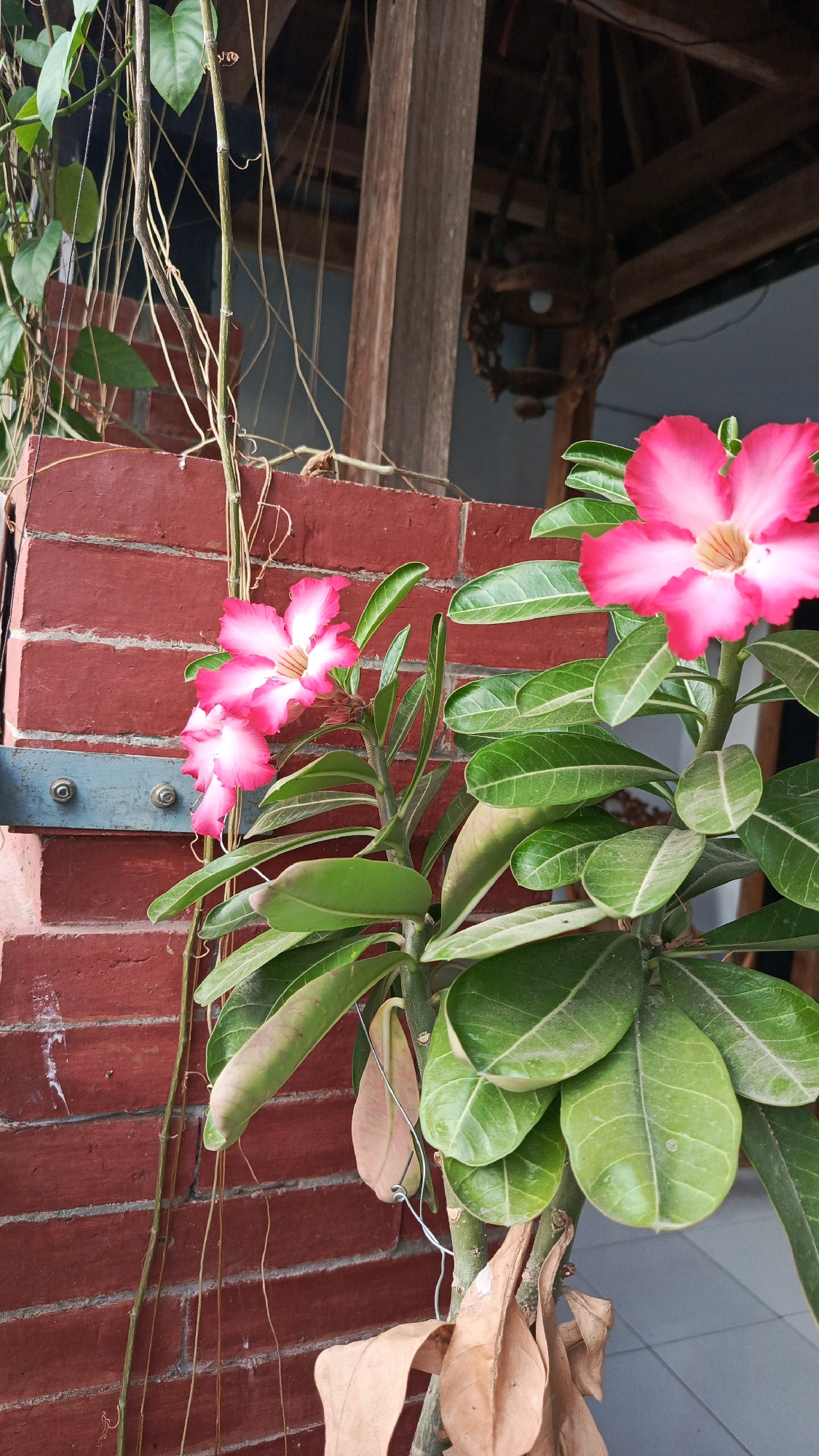 An outdoor, close-up shot frames a pink and white flowering desert rose plant situated in front of a red brick wall. The plant, with its lush green leaves and delicate blossoms, occupies the lower right portion of the image. Two prominent flowers, one larger and in the foreground, display a gradient of color from deep pink edges to a white center, with a faint yellow tint in the innermost part. Behind these, a cluster of smaller pink and white flowers can be seen, along with several green, ovular leaves. The brick wall, appearing textured and aged, forms the backdrop on the left. A thin, vine-like plant with green leaves trails down from the upper left corner, partially obscuring the brickwork. In the background, out of focus, a wooden structure with a rustic, lantern-like object hanging from it suggests an outdoor patio or porch. The lighting indicates a daytime scene. The specific location is Babadan, Indonesia, and the image captures a serene natural element within a residential or garden setting.