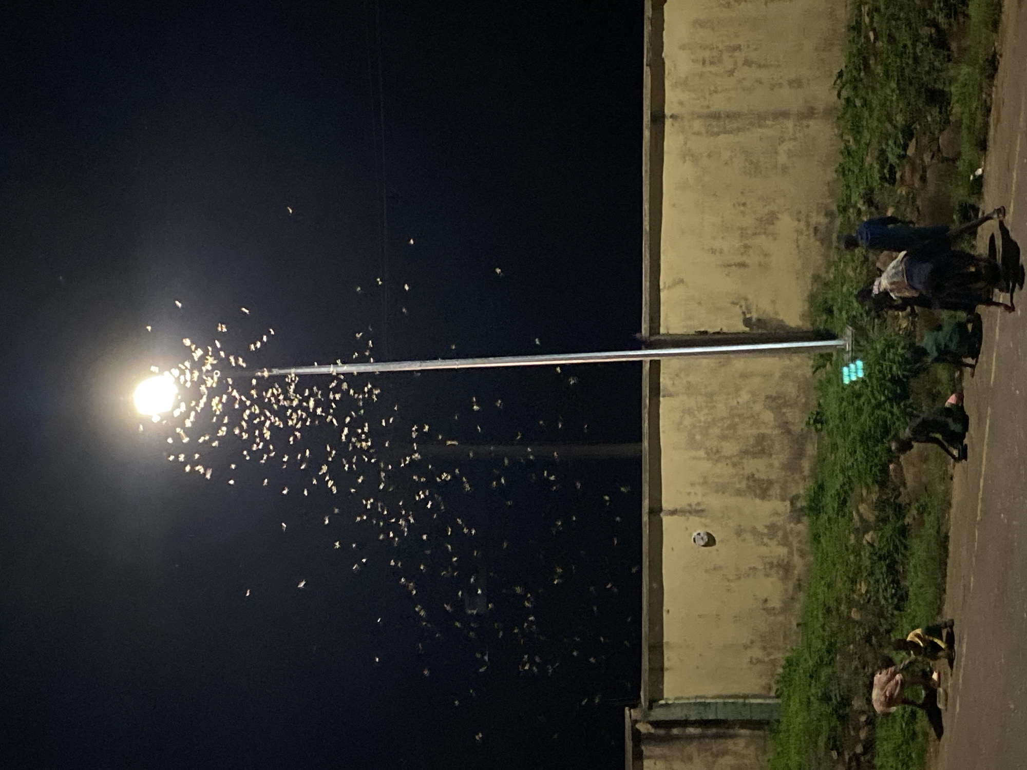 The image captures a nocturnal scene on a street in Bukuru, Nigeria. A bright street light on a tall pole illuminates the dark night sky on the left side of the frame. A massive swarm of small, light-colored insects is visibly attracted to and flying around the intense glow of the street lamp.
To the right, a weathered concrete wall runs parallel to a paved road, which stretches into the background. Lush green vegetation and bushes grow along the base of the wall and between it and the road. A green traffic signal is visible on the street light pole, facing towards the right.
Several individuals are present on the right side of the road. Two figures, one in a dark blue outfit and another in lighter clothing, are standing or leaning near the wall, with at least one bicycle partially visible beside them. Further down the road, another person in dark attire is seen near what appears to be a bicycle. In the foreground on the right, two more people are present; one wears a pinkish top and appears to be squatting or sitting near the ground, while another in a yellow top stands nearby. A white, possibly deflated ball or similar object is seen leaning against the concrete wall in the mid-ground.
The scene is dominated by the artificial light, creating stark contrasts between the illuminated insects and the dark sky, and casting shadows from the people and vegetation. No discernible text is visible in the image.