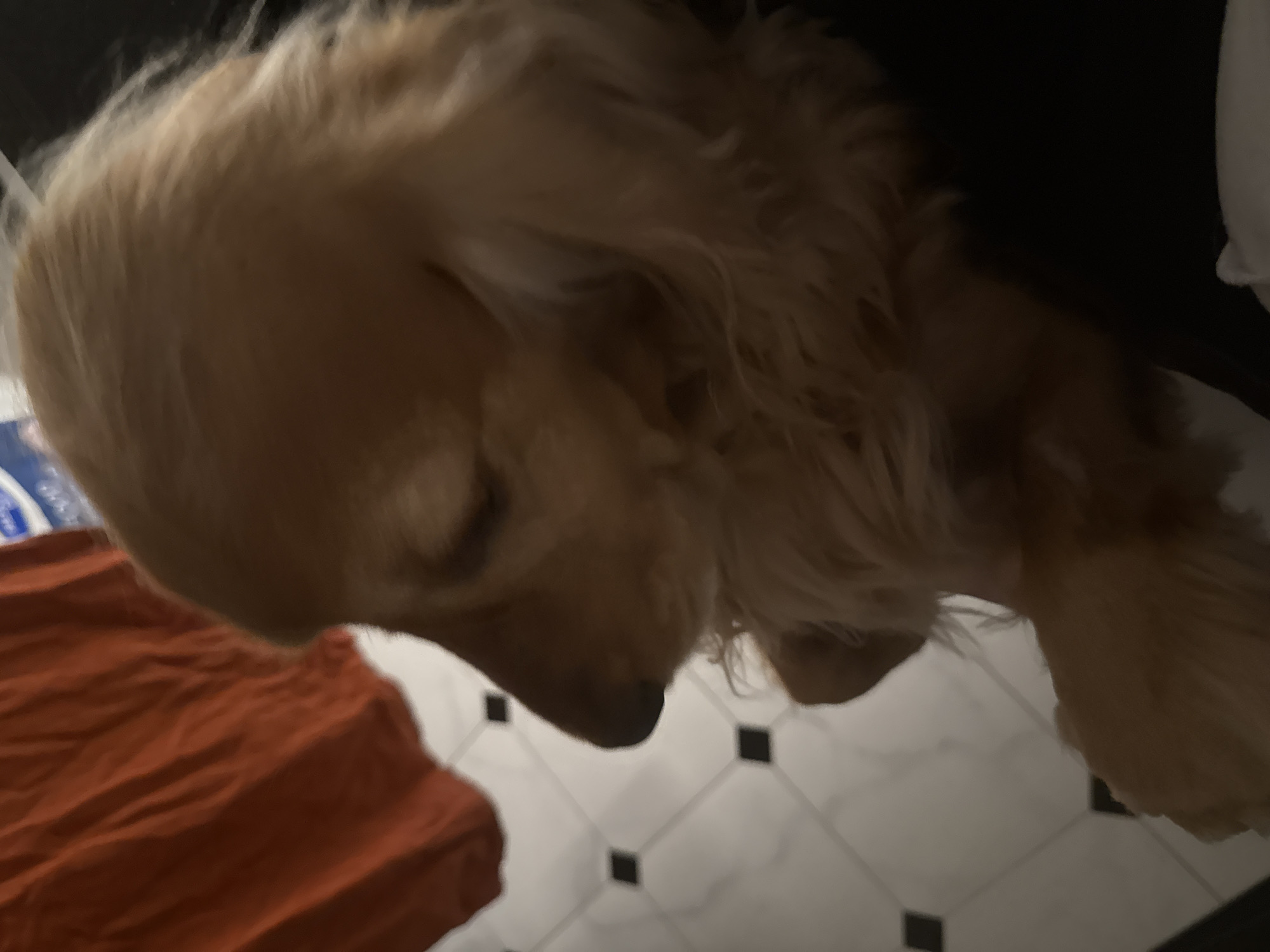 A close-up, medium-shot photograph shows a golden-brown puppy, possibly a dachshund mix, with its head tilted downwards. The puppy's eyes are closed, and its ears are long and floppy. The background is out of focus, but appears to be an indoor setting with a tiled floor and a piece of orange fabric draped over something. The lighting is dim, with some areas of shadow. The puppy's fur is long and wavy, giving it a soft and cuddly appearance.