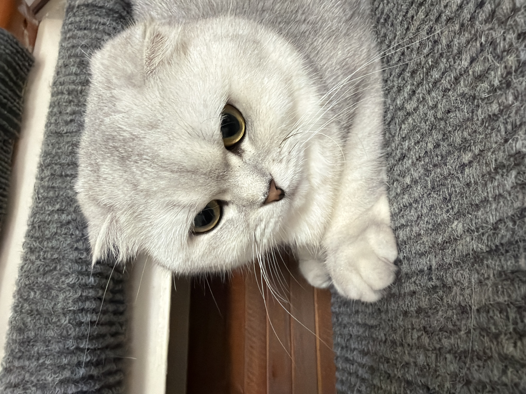 A close-up shot shows a silver Scottish Fold cat with yellow eyes, its ears folded downwards, lying on a textured gray surface, likely a carpet or upholstery. The cat's fur is predominantly white with subtle silver tabby markings. Its paws are tucked beneath its chest. In the background, a wooden surface with horizontal planks is visible, and above that, another gray, textured surface resembling knitted material. The lighting appears to be artificial and comes from the front and slightly from above. The image does not contain any information that would suggest a location in Rome, Italy, or any other specific city.