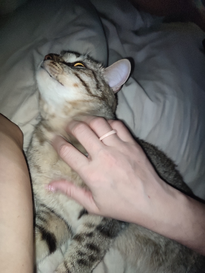 A person's hand pets a brown and grey tabby cat lying on a bed with white sheets. The cat looks up with yellow eyes, seemingly enjoying the attention. The hand, adorned with a light pink ring, gently strokes the cat's chest. The cat is relaxed and comfortable, nestled in the soft bedding. The scene exudes warmth and affection.