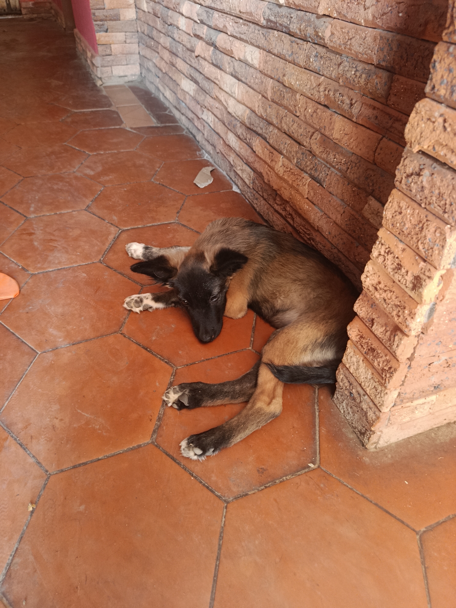 A medium-sized brown and black dog lies curled against a brick wall on a tiled floor. The floor is made of reddish-brown hexagonal tiles. The wall is constructed of stacked, uneven bricks. The location is likely an outdoor or semi-outdoor space, possibly a patio or porch. The image does not offer explicit details about people, actions, or the city of Juan Griego.