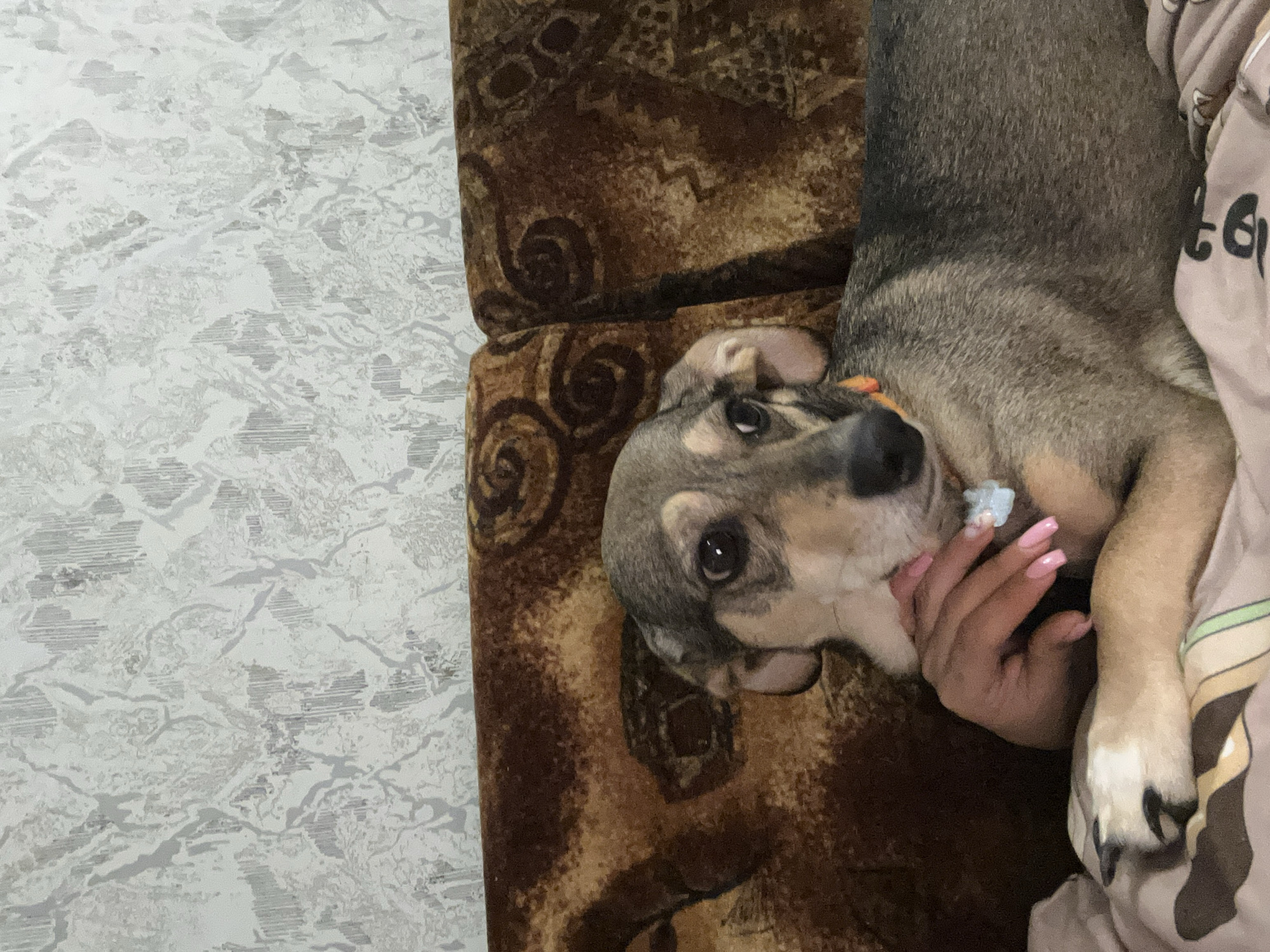 A medium-sized dog with grey and tan fur lies on a brown patterned couch, resting its head on a person's hand. The dog is wearing an orange collar and a small blue charm. The background features a patterned wallpaper. The image is taken from a high angle, looking down at the dog.