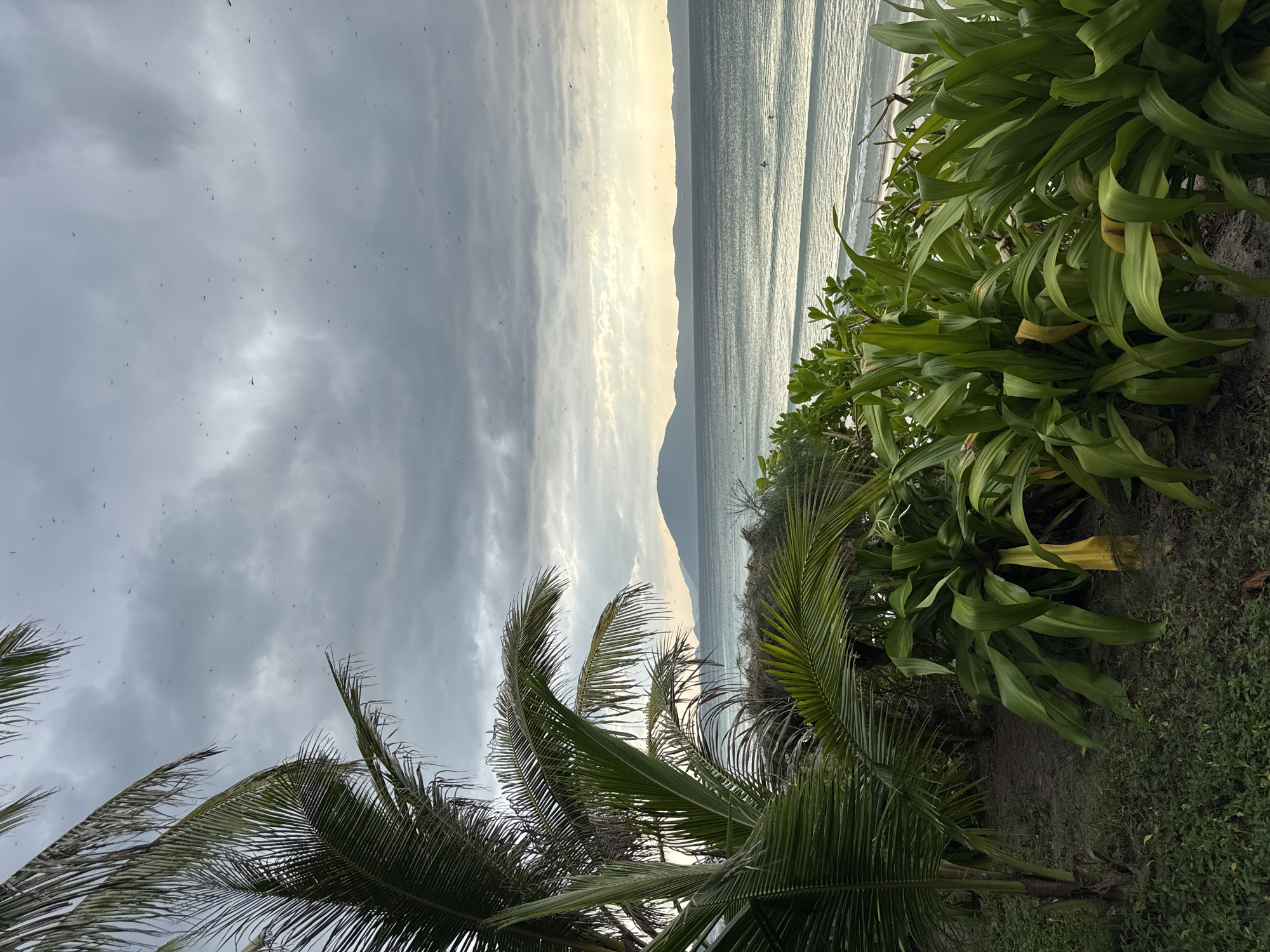 The image depicts a view of the sea from a beachside location in Đông Ninh Hòa, Vietnam. Palm trees and lush green foliage dominate the foreground, with their fronds extending towards the cloudy sky. The sea stretches out towards a distant, hazy mountain range under an overcast sky. Small dark specks, possibly insects or birds, are scattered across the sky. Gentle waves are visible lapping at the shore, and a few indistinct figures or objects can be seen in the water. The overall atmosphere is serene and natural.