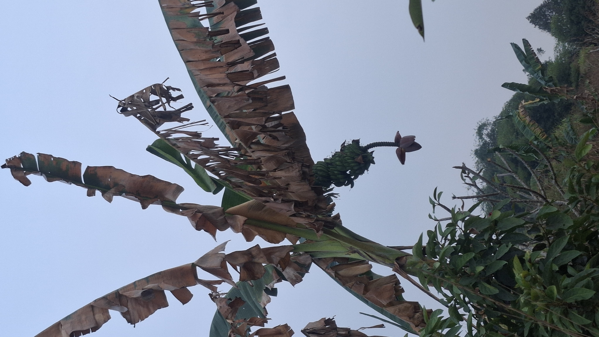 A banana tree with a bunch of green bananas and a banana blossom hangs from its trunk against a pale blue sky. The tree's large leaves are mostly brown and torn, indicating dryness or age. Below the banana tree, various green plants and trees are visible, with a hillside covered in lush vegetation in the background. The scene appears to be outdoors, likely in a rural or tropical setting. The image was taken in Cibinong Hilir, Indonesia.
