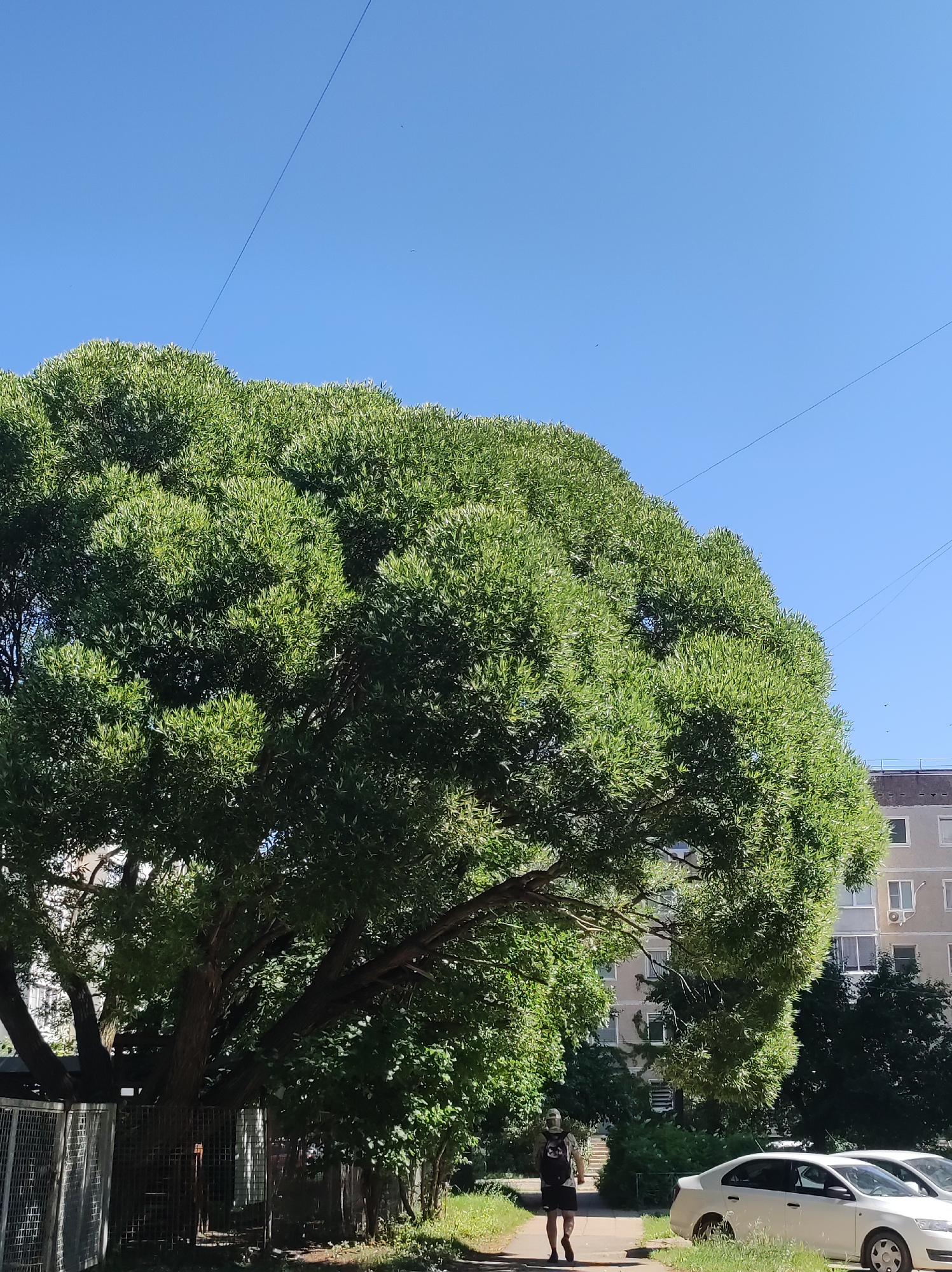A medium shot captures a sunny day in Chaikovsky, Russia, showcasing a residential street scene dominated by a large, leafy green tree. The tree's voluminous canopy takes up a significant portion of the frame, its branches reaching outwards and upwards against a clear blue sky. The tree's trunk and lower branches are visible on the left, partially obscured by a wire fence.
To the right of the tree, a person is walking away from the camera down a paved walkway. The individual is wearing a backpack and dark shorts and a light-colored t-shirt. Their posture suggests a casual walk.
Further to the right, parked cars are visible on the side of the road, including a white sedan in the foreground and another partially visible behind it. Behind the cars and the walkway, a multi-story apartment building stands with windows and air conditioning units visible. The building appears to be light-colored, possibly beige or pale yellow. Green trees and foliage are interspersed between the walkway and the building, and behind the building, darker green trees suggest a denser wooded area.
The overall environment suggests a typical urban residential area on a clear, bright day, likely in a temperate climate given the lush greenery. The presence of the apartment building, parked cars, and paved walkways indicates an inhabited area. The image is taken from a slightly low angle, emphasizing the size of the tree and the expanse of the sky.