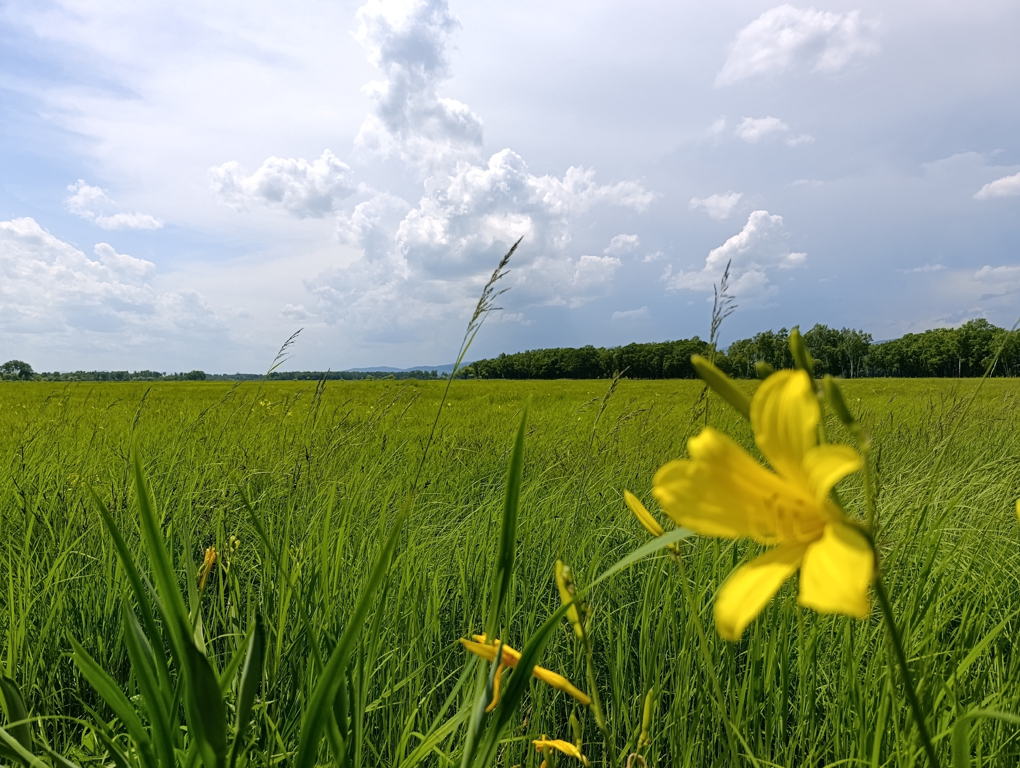 The image depicts a bright, sunny day with a field of tall green grass dominating the foreground and midground. In the foreground, several blades of grass are in sharp focus, and a yellow lily flower is prominently displayed, slightly out of focus to the right. The field extends to a treeline in the distance, behind which are rolling hills and a hazy sky filled with white, puffy clouds. The scene appears to be in a rural or natural setting.