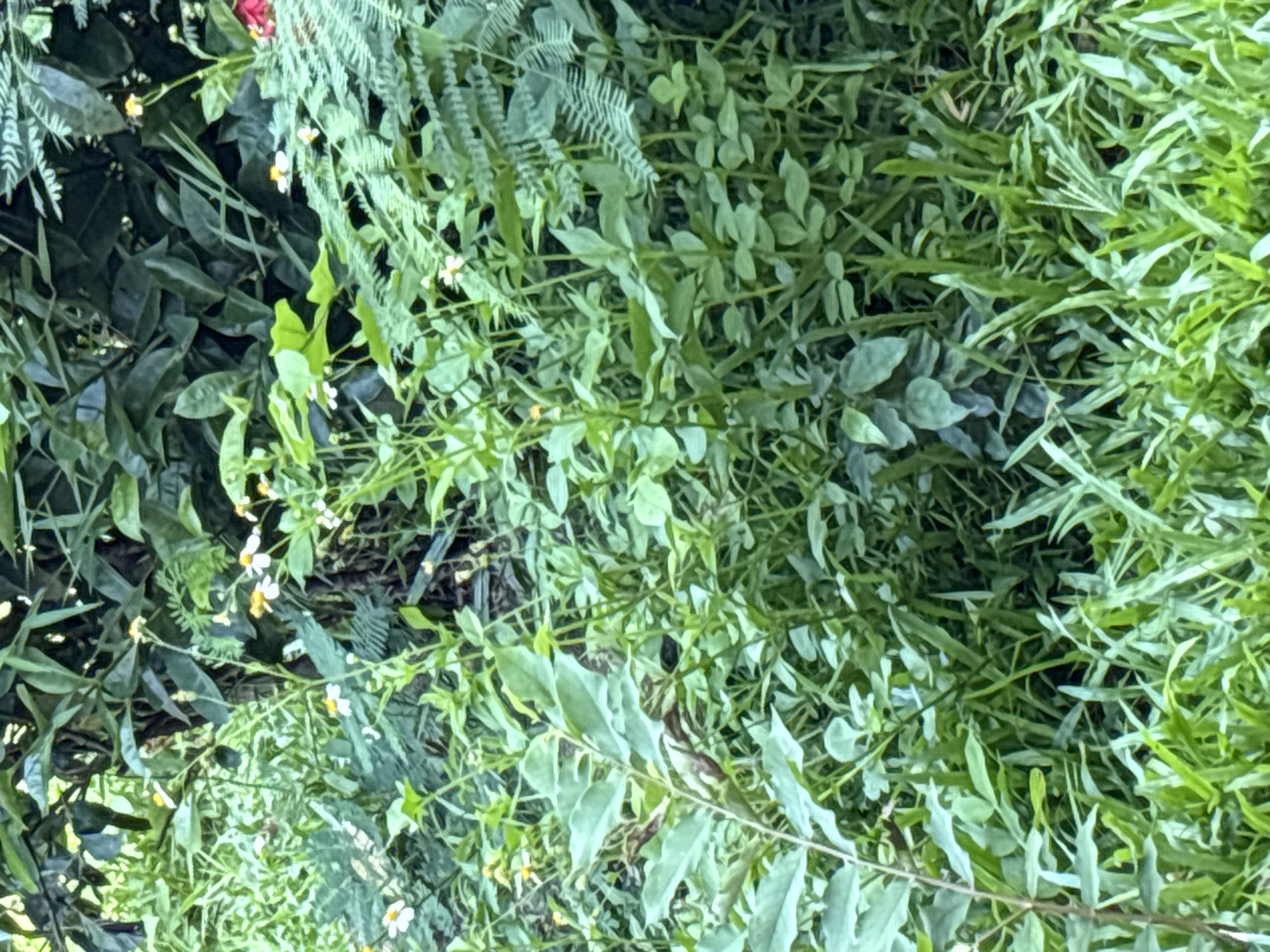 The image depicts a dense, natural environment characterized by an abundance of green foliage. Various plants, including grasses and broad-leafed vegetation, intermingle, creating a textured, layered scene. Small white and yellow flowers are scattered throughout the plants, adding subtle pops of color against the dominant green. The lighting suggests an outdoor setting, possibly a garden or a wilder, overgrown area. There are no people, animals, or man-made structures visible in the image. The context of "บ้านบางรักษ์, Thailand" implies this is a natural scene within or near that location.