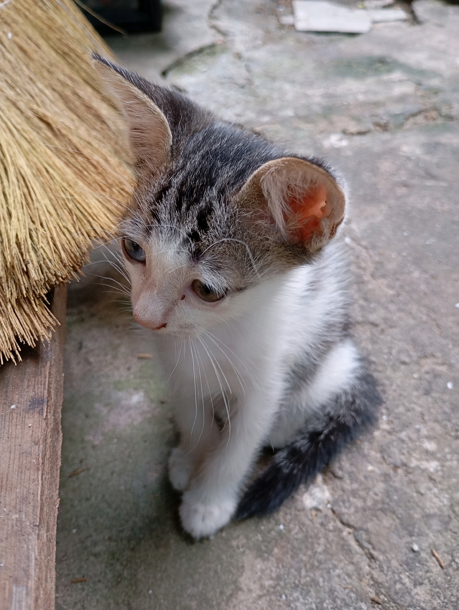 A very young tabby kitten with white markings sits on a concrete surface next to a broom made of dry grass. The kitten's fur is grey and white, with dark stripes on its head and tail. Its eyes are open, and it is looking down and to its left. The background is a rough concrete ground with some small stones and debris. The scene appears to be outdoors in a somewhat unkempt area, possibly a backyard or alleyway. This location is consistent with many residential areas in Balikpapan, Indonesia, where such natural materials and outdoor settings are common.