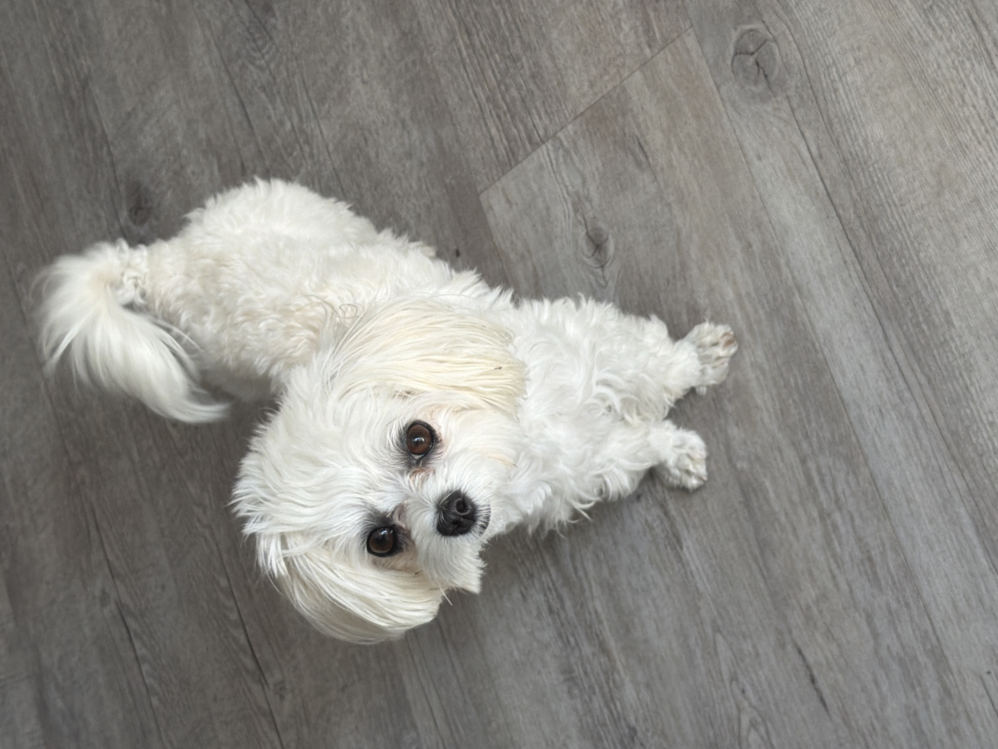 A white Maltese dog stands on a gray wood-plank floor, looking up at the camera. The dog's fur is fluffy and unkempt. Its eyes are dark brown and round, and its nose is black. Its tail is curled over its back. The floorboards are laid horizontally and have a visible wood grain pattern. There are no people or other objects in the image. The lighting is bright and appears to be natural, casting soft shadows. The scene is indoors. The location is not specified as Sevastopol, Ukraine, as this information cannot be determined from the image.