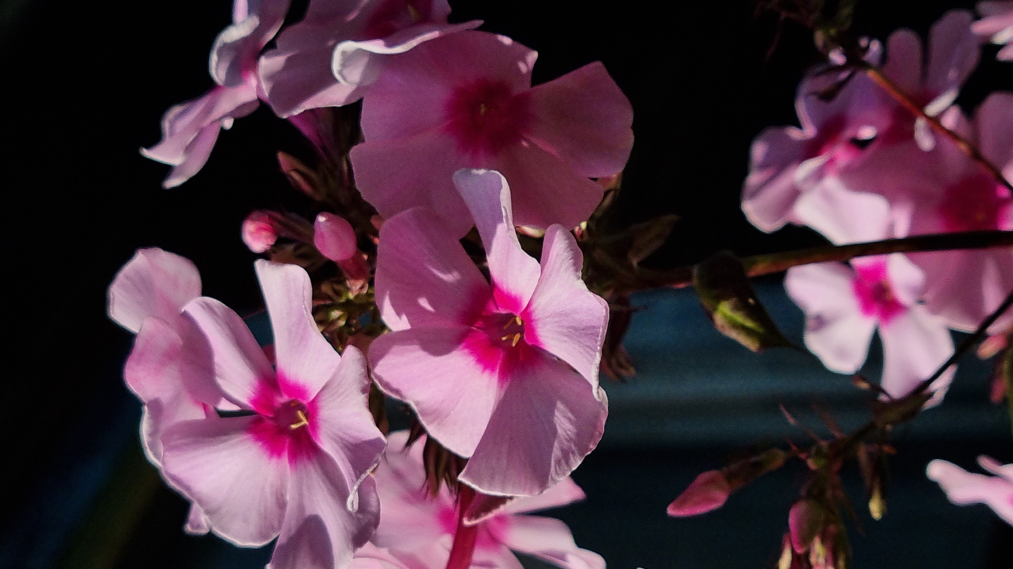 A close-up, vertical, medium shot captures a cluster of delicate pink phlox flowers in bloom, with some buds also visible. The flowers are primarily a soft pink with vibrant magenta centers and yellow stamens. Sunlight illuminates the petals, creating subtle shadows and highlighting their texture. The background is dark and out of focus, with hints of darker foliage or a building. The image appears to be taken outdoors, likely in a garden or natural setting, potentially in the city of Vysokoe, Russia, given its geographical context. There are no people or animals present in the frame. The overall impression is one of natural beauty and a serene moment captured in time.