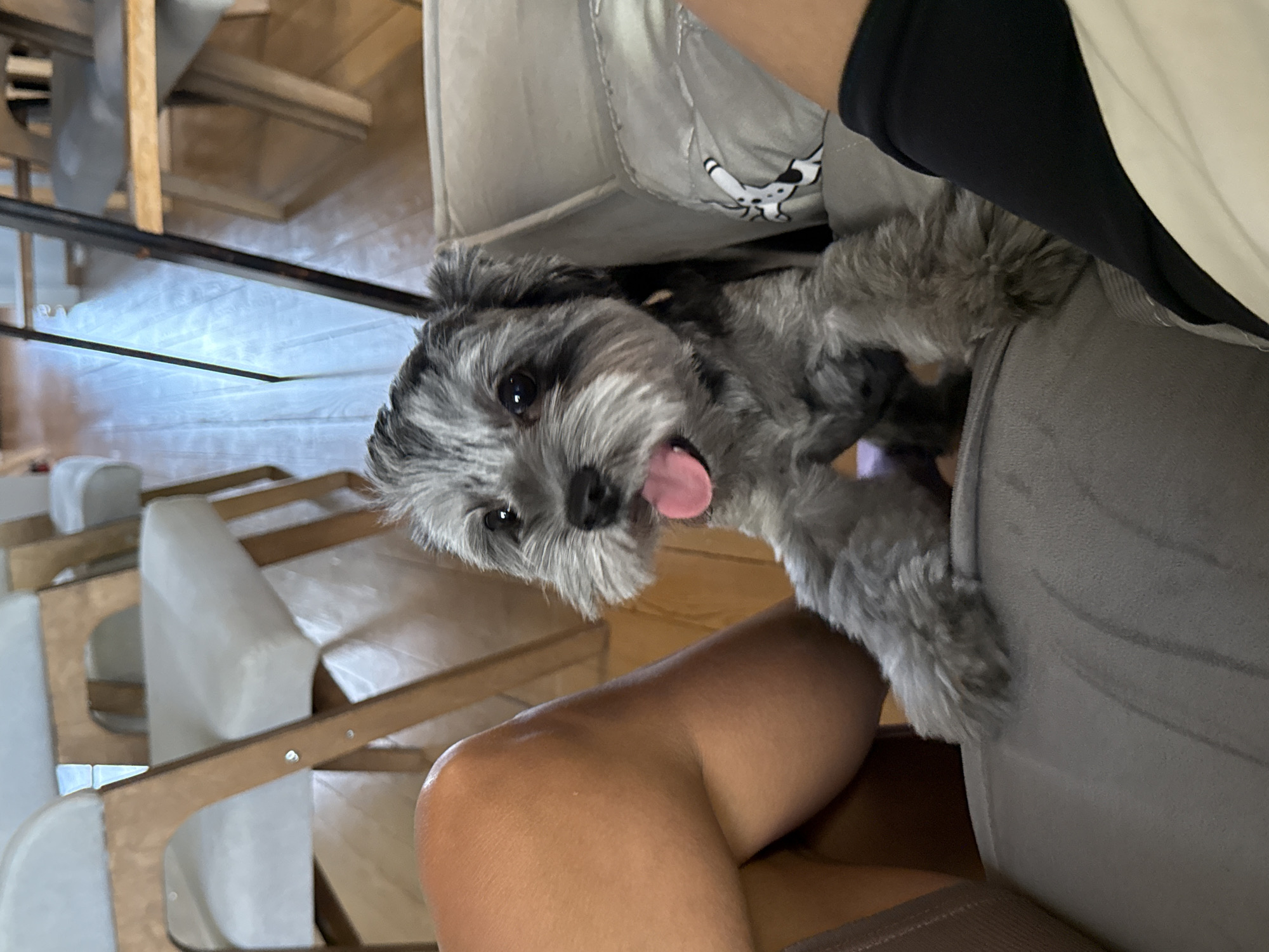 A grey terrier mix dog with its tongue out is sitting on a couch, looking towards the camera. The dog is in focus, with its grey and white fur clearly visible. The background is blurred, showing chairs and a wooden floor, suggesting an indoor setting. The dog's front paws are resting on the couch, and its hind legs are out of frame. A person's legs are visible in the foreground, with one leg crossed over the other. The setting appears to be a living room or a common area. The image was taken at an eye-level perspective. The location is not specified in the image, and therefore cannot be determined to be Chaikovsky, Russia.