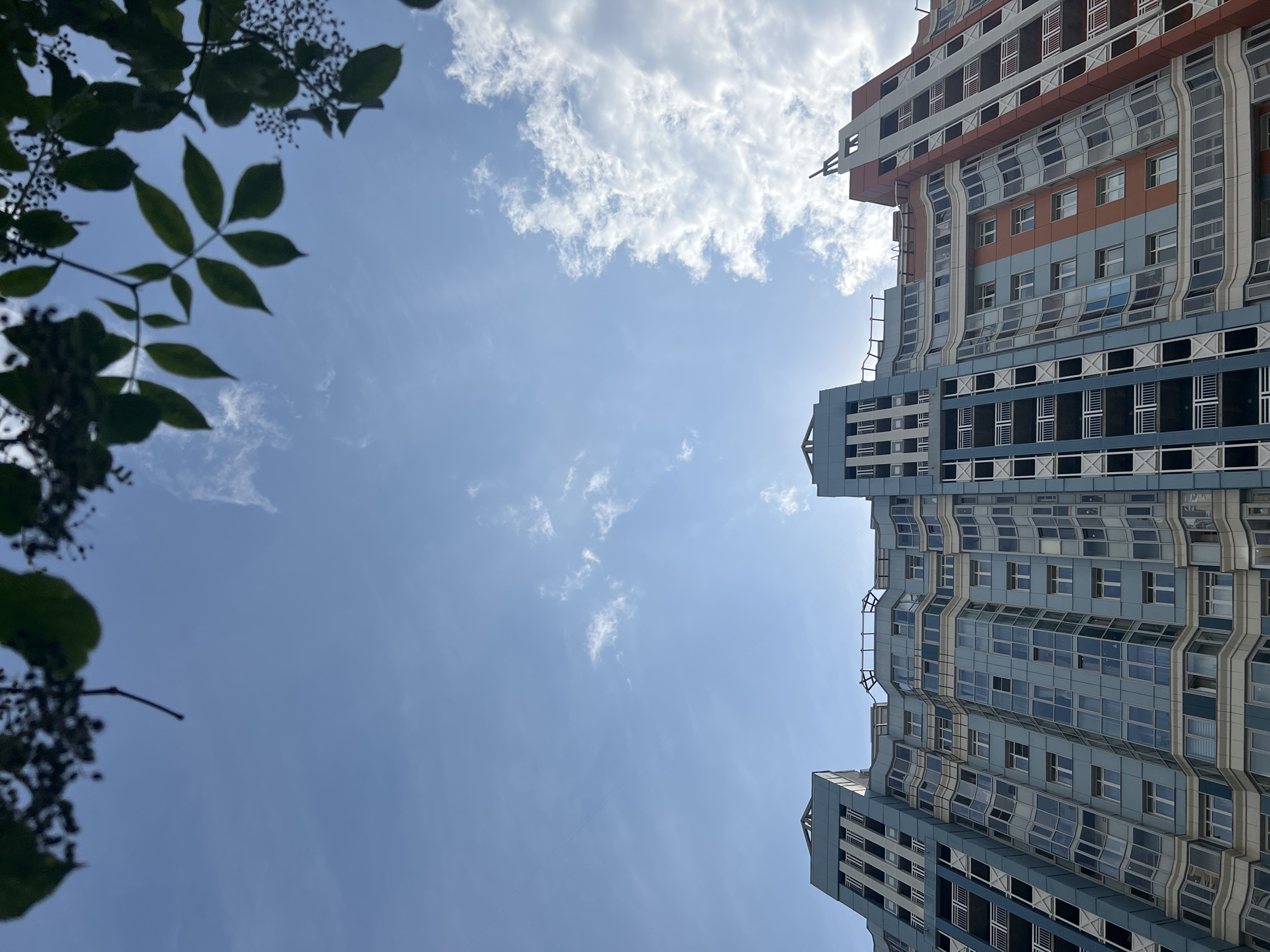 A low-angle, full shot captures the upper section of a modern, multi-story residential building against a clear blue sky with scattered white clouds. The building's facade features a unique, wavy design with alternating panels of light blue and orange. Numerous windows, some open, are visible on each floor. White balconies with railings extend from several sections of the building. At the very top of the frame, dark green leaves and small dark berries from a tree hang into view, silhouetted against the sky. The lighting suggests it is daytime, likely morning or afternoon. The image appears to be taken from ground level, looking upwards. The context provided indicates the location as Sinyavino, Russia.