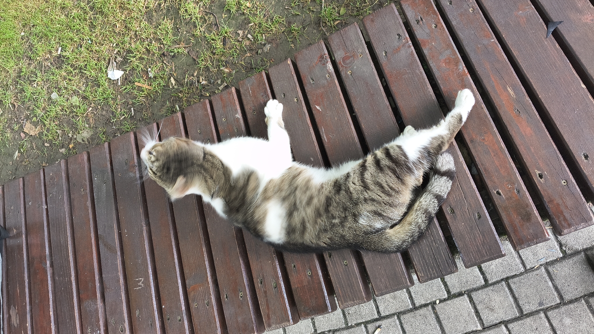 The image depicts a domestic cat lying on a dark brown wooden slatted bench in an outdoor setting in Shumen, Bulgaria. The cat, exhibiting white fur with brown and grey tabby stripes on its back, head, and tail, is stretched out on its left side, with its head tilted upwards and away from the camera. Its white whiskers are prominent. The wooden bench shows signs of wear, with some scratches, including a faint "W" or "M" mark etched into a slat near the top-left corner of the frame. To the left of the bench, a section of grey concrete or stone pavers is visible. To the right, a strip of ground features green grass intermingled with bare soil, dry leaves, and small pieces of light-colored litter. The lighting is consistent with an overcast daytime environment.