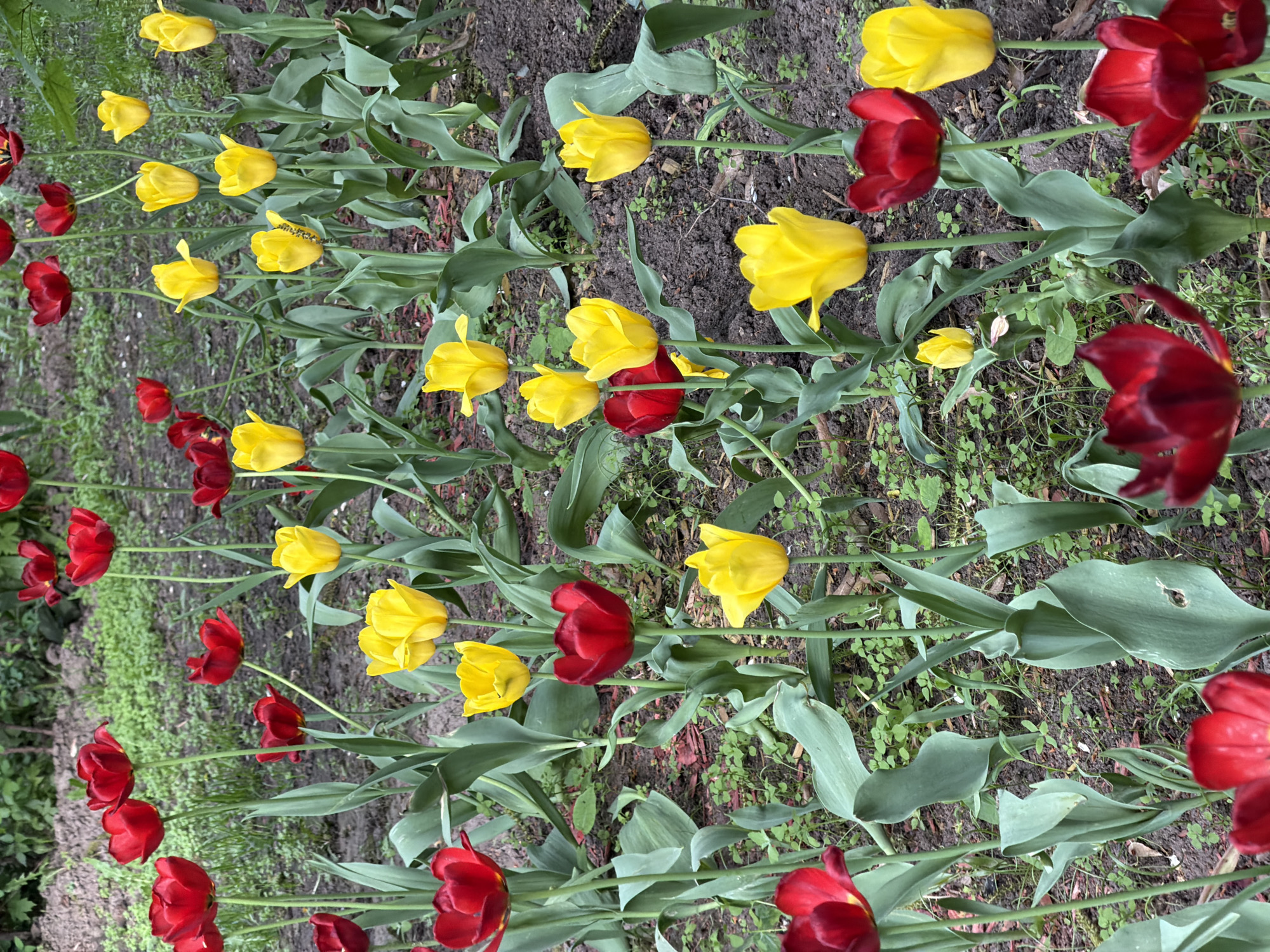 The image shows a flower bed with red and yellow tulips in Moscow, Russia. The tulips are planted in rows, and the flowers are in bloom. The flower bed is located in a park or garden setting.