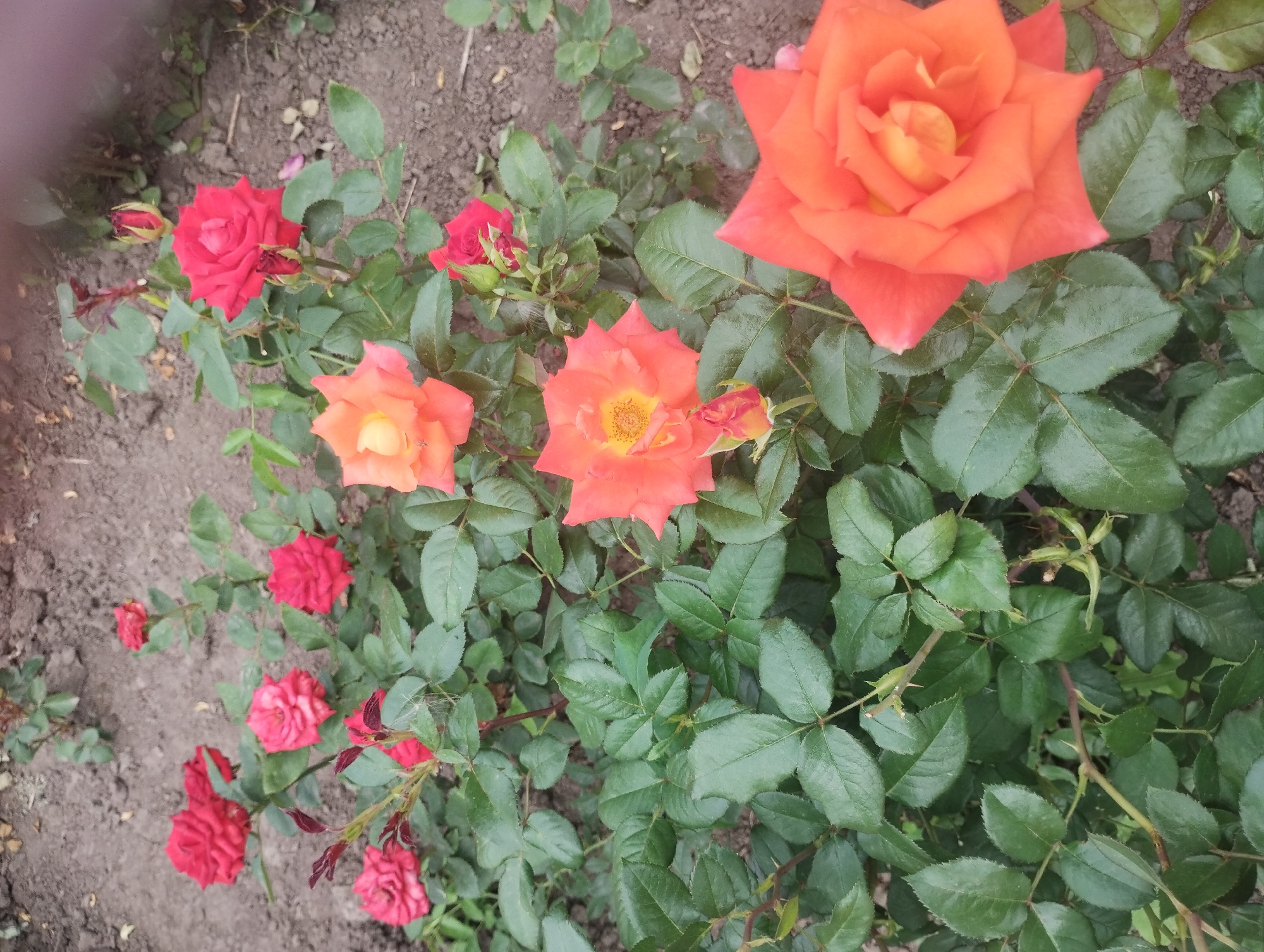 The image shows a close-up of several rose bushes with red and orange flowers in bloom. The roses are various shades of red and orange, with some buds present. The foliage is a dark green color. The ground is covered with dirt and some scattered leaves. There are no people or animals visible in the image. The scene appears to be a garden or park setting. This location is likely in the city of Sumy, Ukraine, given the context of the request.