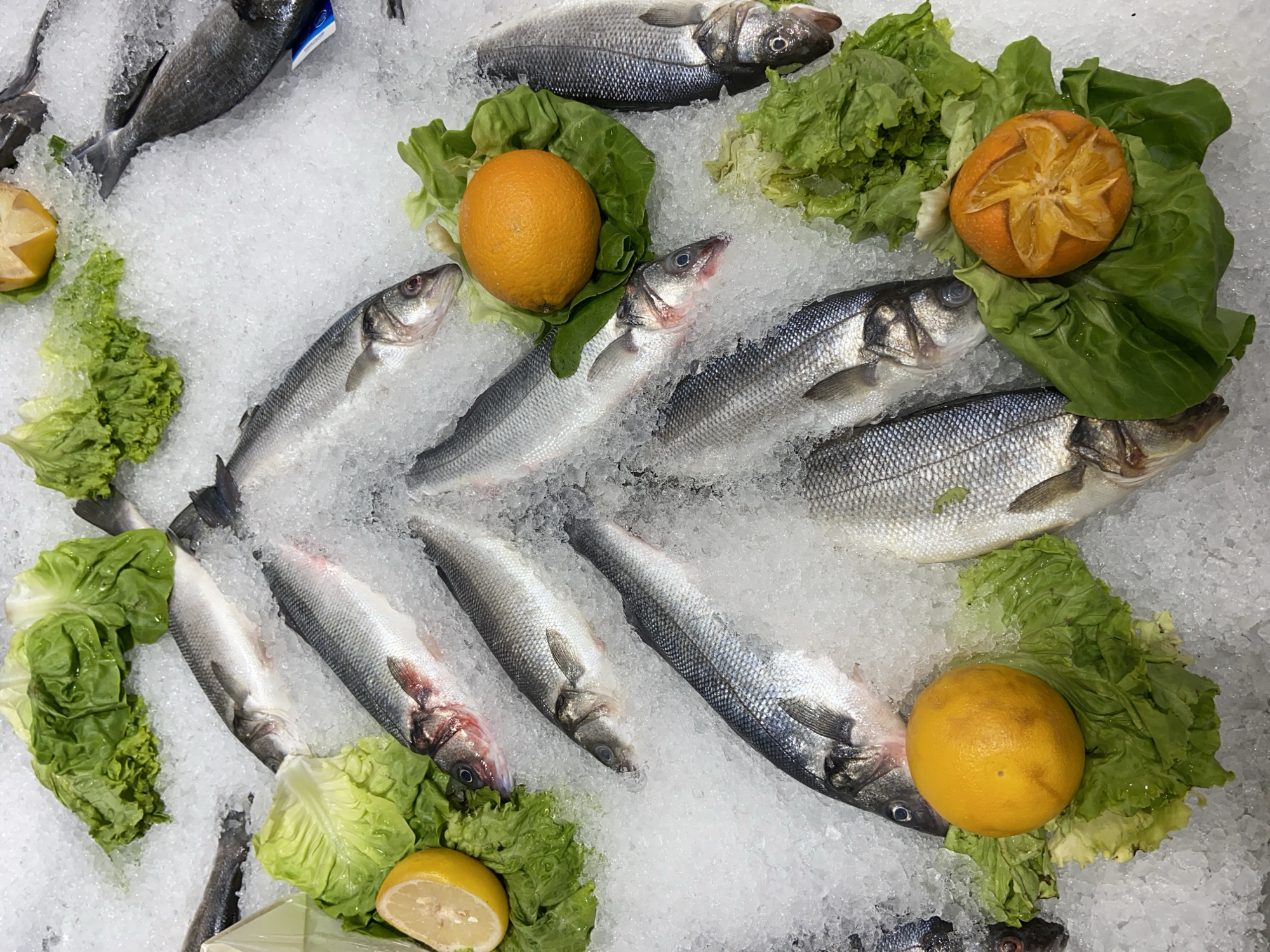 A top-down shot shows an assortment of fresh fish displayed on a bed of crushed ice, interspersed with green lettuce leaves and several citrus fruits, possibly in a market or store, location Unknown.
The fish are predominantly silver with dark gray or blueish backs, their scales glistening under the light. They are arranged in an overlapping fashion, with their heads pointing in various directions. Some of the fish have a slight reddish tinge around the head area.
Several whole oranges are nestled among the fish and lettuce, providing a pop of color against the muted tones of the fish and the greens. In addition, there are cut lemons. One of the oranges has been decoratively cut, revealing a star-shaped pattern in the fruit.
The lettuce leaves are a vibrant green, adding texture and visual contrast to the display. They are spread out to fill the spaces between the fish and oranges.
The entire arrangement rests on a bed of crushed ice, which serves to preserve the fish and create a visually appealing presentation. The ice reflects the light, adding to the overall brightness of the scene.