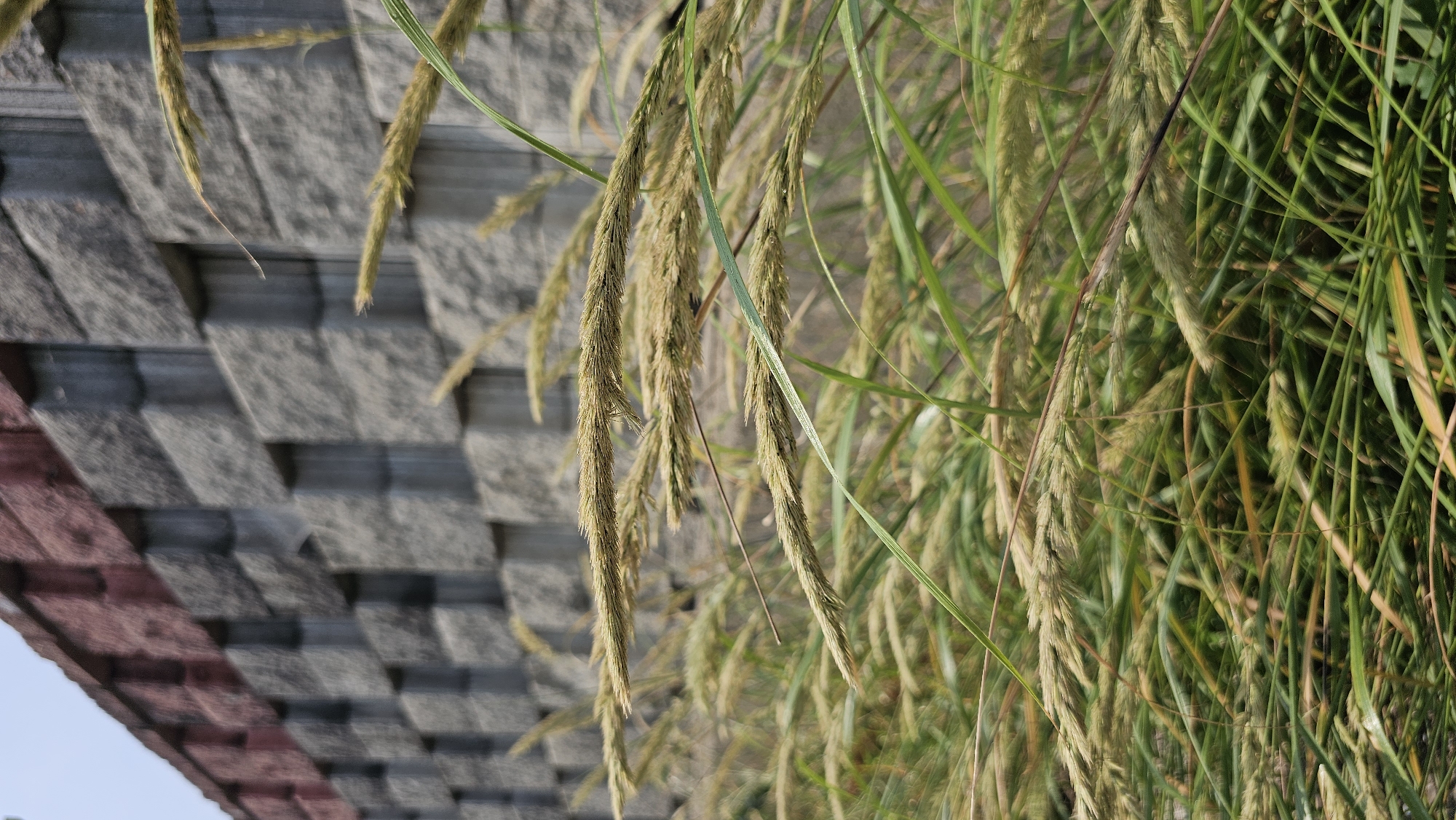 The image shows a close-up view of tall grasses with seed heads in the foreground, swaying gently. The grasses are a mix of green and golden hues, with some dried brown stalks interspersed. In the background, a textured wall made of rectangular stone blocks is visible. The wall features alternating patterns of recessed darker sections and raised lighter sections. The top portion of the wall is bordered by a darker, possibly brick or tiled, band. The sky is a light, overcast blue. The scene appears to be outdoors, possibly in a park or along a pathway in Asan-si, South Korea, given the architectural style of the wall. There are no people or animals present in the image. The focus is on the natural element of the grass against the man-made structure.