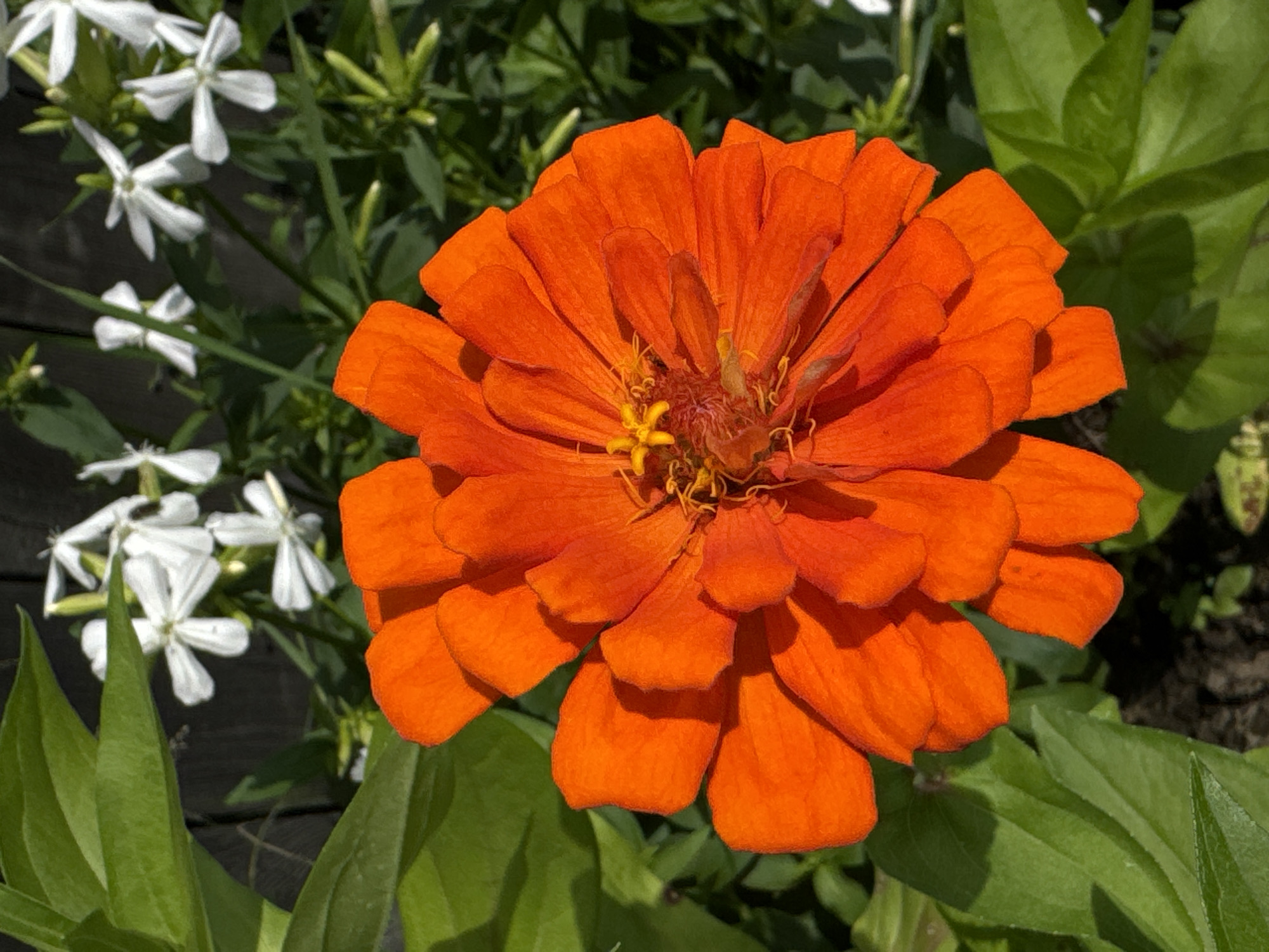 A close-up, eye-level shot shows a vibrant orange zinnia flower in full bloom. Its numerous petals, layered and ruffled, radiate outwards from a central, textured core. The flower is positioned in the foreground, with soft green leaves of the same plant partially framing it on the left. In the background, a cluster of small white flowers, possibly jasmine, bloom against a dark, out-of-focus wooden fence. The scene is bathed in natural sunlight, casting subtle shadows on the petals and leaves, suggesting an outdoor setting, likely a garden in the city of Chernoistochinsk, Russia, on a clear day. There are no people or animals visible in the frame.