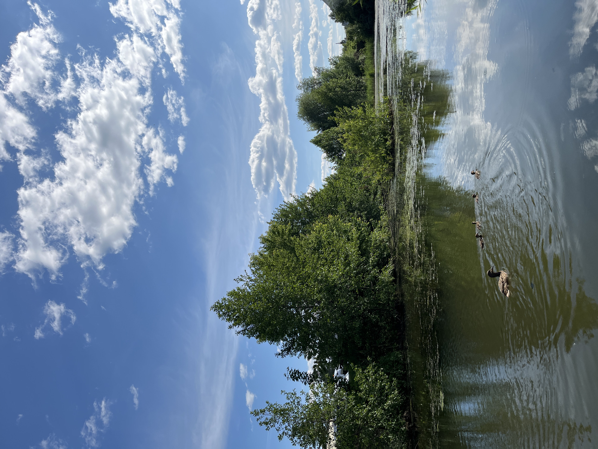This image captures a vibrant outdoor scene in the city of Chaikovsky, Russia, centered on a calm body of water, likely a pond or slow-moving river, under a bright blue sky. The water's surface, particularly in the foreground and along the left bank, is partially covered with green aquatic vegetation. An adult duck, dark brown in plumage, swims towards the right in the lower-left quadrant, trailed by three smaller, dark-colored ducklings, creating concentric ripples in the water. The water reflects the blue sky and scattered white clouds. The far bank is densely populated with lush green trees and bushes of varying heights and foliage density, indicating a vibrant natural environment. A small, verdant islet is present in the water towards the mid-right. The sky above is a clear, brilliant blue adorned with numerous fluffy white cumulus clouds. Faint, indistinct structures, possibly buildings or vehicles, are partially visible through and behind the trees on both the left and right sides of the image, hinting at the proximity of urban development. The overall lighting suggests a sunny day.
