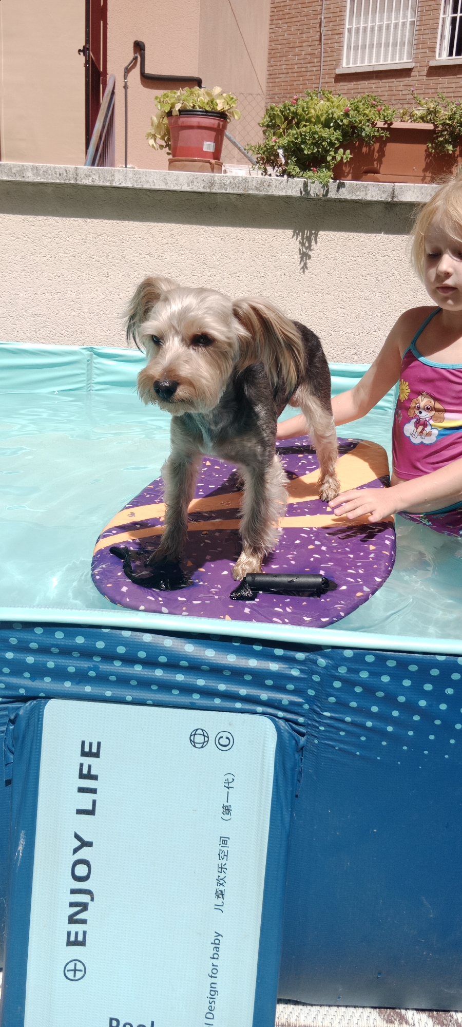 A Yorkshire Terrier stands on a purple and orange patterned float in a small, above-ground swimming pool filled with clear blue water. The dog is facing to its left, with its head tilted slightly down. A young blonde girl wearing a pink swimsuit with a Paw Patrol character on it is partially visible to the right of the dog, her hands near the float. The pool is situated outdoors on a sunny day, with a textured cream-colored wall and a brick building visible in the background. Pots of green plants and flowers are on a ledge above the wall. A blue inflatable pool liner with a white polka dot pattern is visible in the foreground, displaying text that includes "ENJOY LIFE" and "Design for baby". The scene appears to be in a residential area. Based on the architecture and outdoor setting, this image could have been taken in Galapagar, Spain, known for its residential neighborhoods with outdoor spaces and brick buildings.