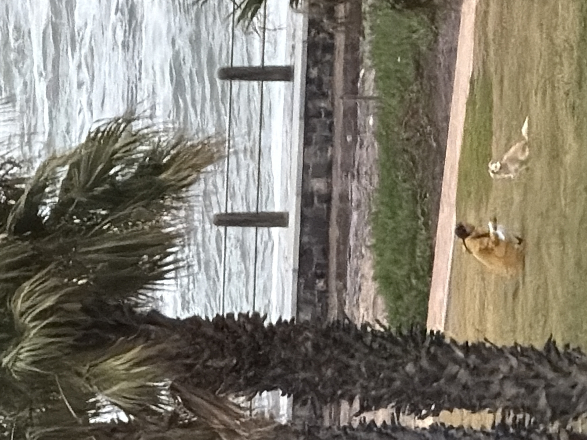This high-angle outdoor image captures a coastal scene featuring a person and a dog. If viewed with the water at the bottom, the foreground shows a wide expanse of rippled water, likely an ocean or bay. A dark-colored seawall or promenade horizontally divides the water from a grassy area. Several dark vertical posts are visible in the water near the wall, possibly remnants of a pier or mooring.
On the vibrant green grass, which occupies the upper right side of the frame, a person in light brown or tan clothing is seen in a bent or kneeling position. Their activity is indistinct, and their face is obscured. Nearby, a light-colored dog, possibly white or cream, is in motion, appearing to run or play with its tail upright.
To the left, a large palm tree fills a significant portion of the scene, with its dark trunk extending upward and its distinctive fronds fanning out. The lighting suggests daytime, possibly under an overcast sky, as there are no strong shadows. The overall setting is reminiscent of a coastal park or promenade. No text is visible within the image.