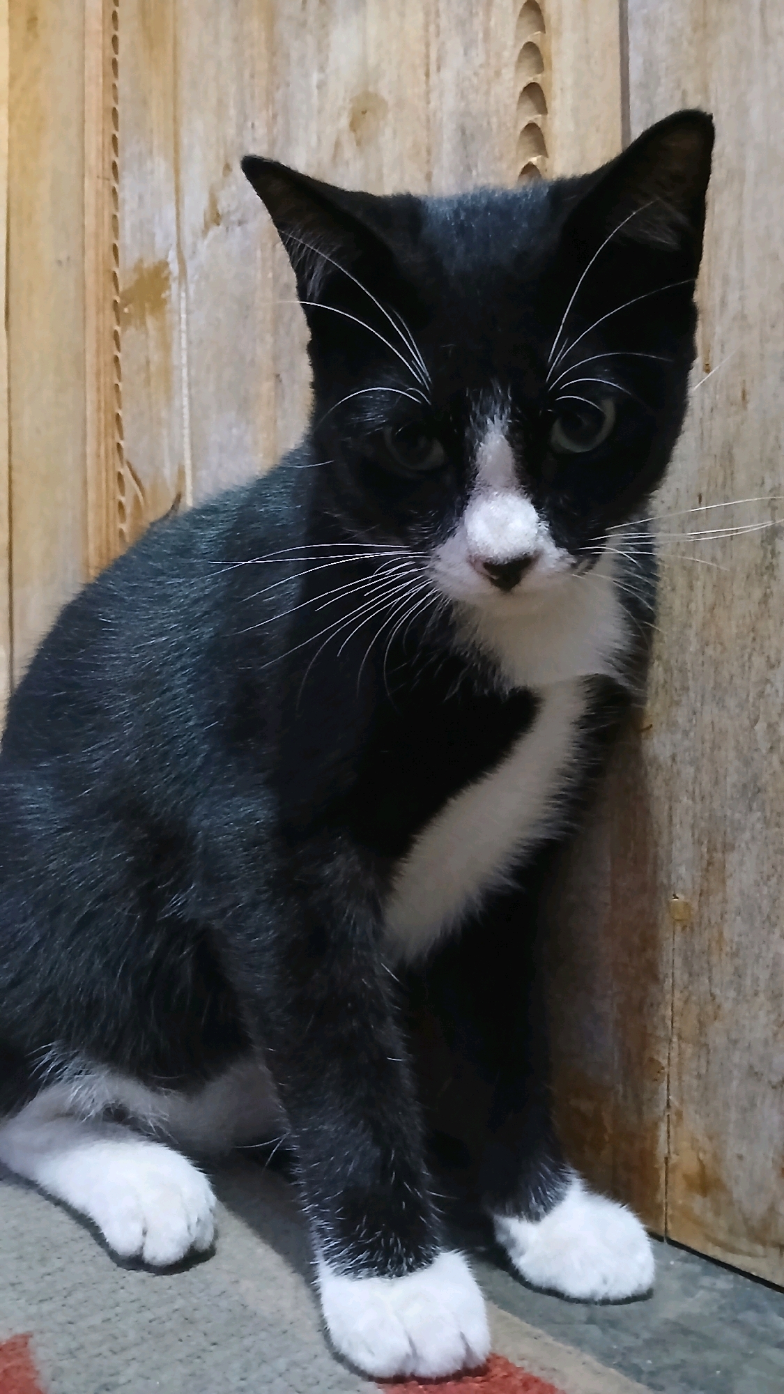 A black and white cat sits against a wooden wall. The cat is predominantly black with a white chest, white paws, and a white patch on its nose. Its eyes are green, and its whiskers are white. The wooden wall behind the cat has vertical planks with a light brown, weathered appearance. The cat is positioned in the lower right quadrant of the frame, facing slightly to the left. The foreground shows a textured surface, possibly a rug, with hints of red and brown colors. The image appears to be taken indoors. There are no people visible in the image. The location is stated to be Kloncing, Indonesia, though this cannot be visually confirmed from the image content alone.