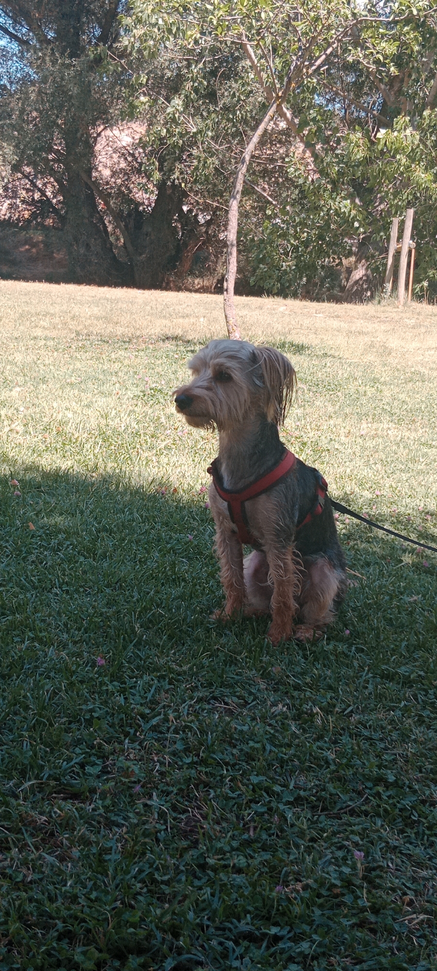 A small, scruffy terrier mix dog wearing a red harness sits on a grassy lawn in what appears to be a park or backyard setting. The dog is facing to the left of the frame, with its head turned slightly towards the viewer. The dog's fur is a mixture of grey and brown, and its ears are long and floppy. The dog is tethered by a black leash that extends out of frame to the right.
In the background, there are several large trees with lush green leaves, suggesting a warm, sunny day. The ground is covered in grass, with patches of dry straw and scattered small pink flowers. The lighting suggests it is daytime, possibly late afternoon, given the shadows.
There are no people visible in the image. The setting appears to be outdoors, in a natural environment. The image does not contain any specific landmarks or clues that would definitively place it within the city of Milagros, Spain.
