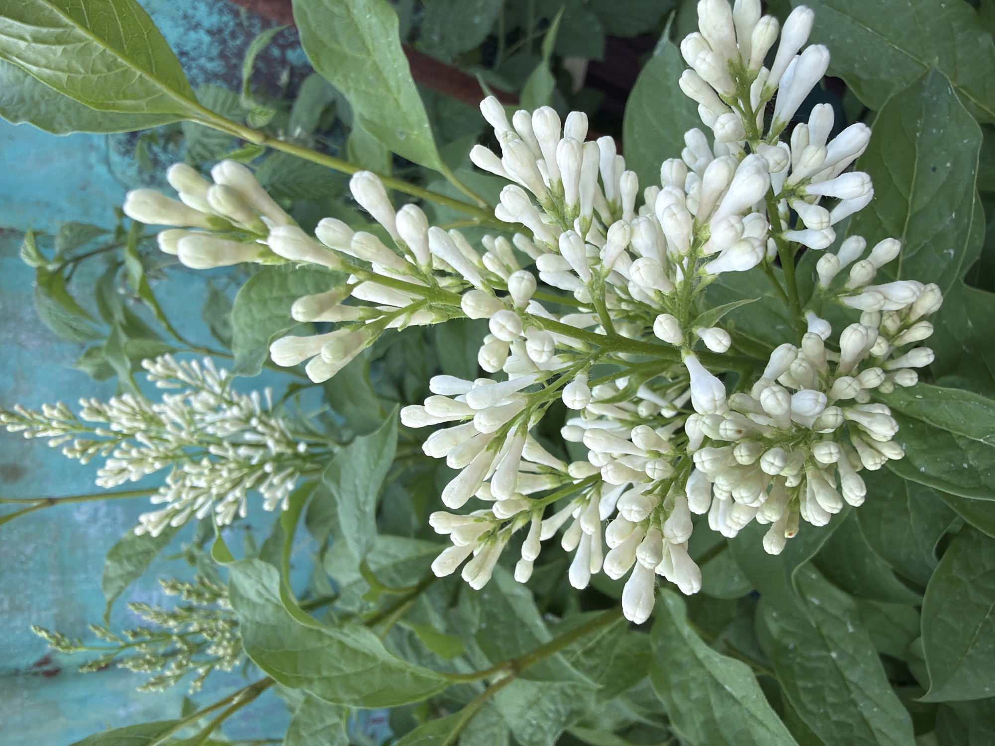 The image shows a close-up view of white lilac blossoms and leaves, suggesting they are growing in a garden or natural setting. The focus is on the clusters of unopened, white flower buds and the surrounding green leaves. In the background there is a blue surface, which appears to be aged with a weathered look. The location is unspecified in the image and so Bolsheustyikinskoye, Russia is not discernible from visual elements.