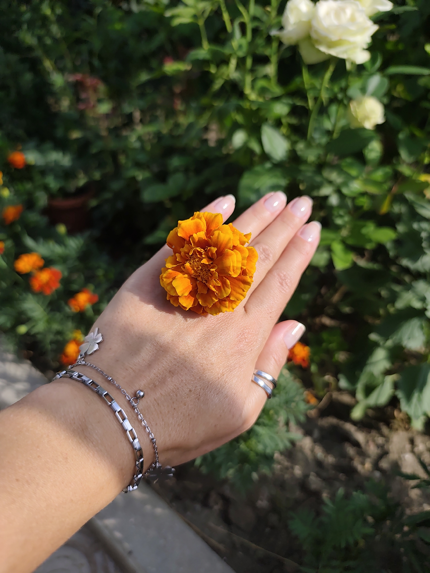 An overhead medium shot captures a person's left hand, adorned with silver bracelets and rings, gently holding a vibrant orange marigold flower. The hand, with well-manicured nails, rests against a backdrop of lush green foliage, interspersed with bright orange and white flowers. The scene appears to be outdoors, possibly in a garden, with the dappled sunlight creating highlights and shadows on the hand and petals. The lower portion of the image reveals a textured surface, suggesting a pathway or ground. The location is identified as Durlești, Moldova.