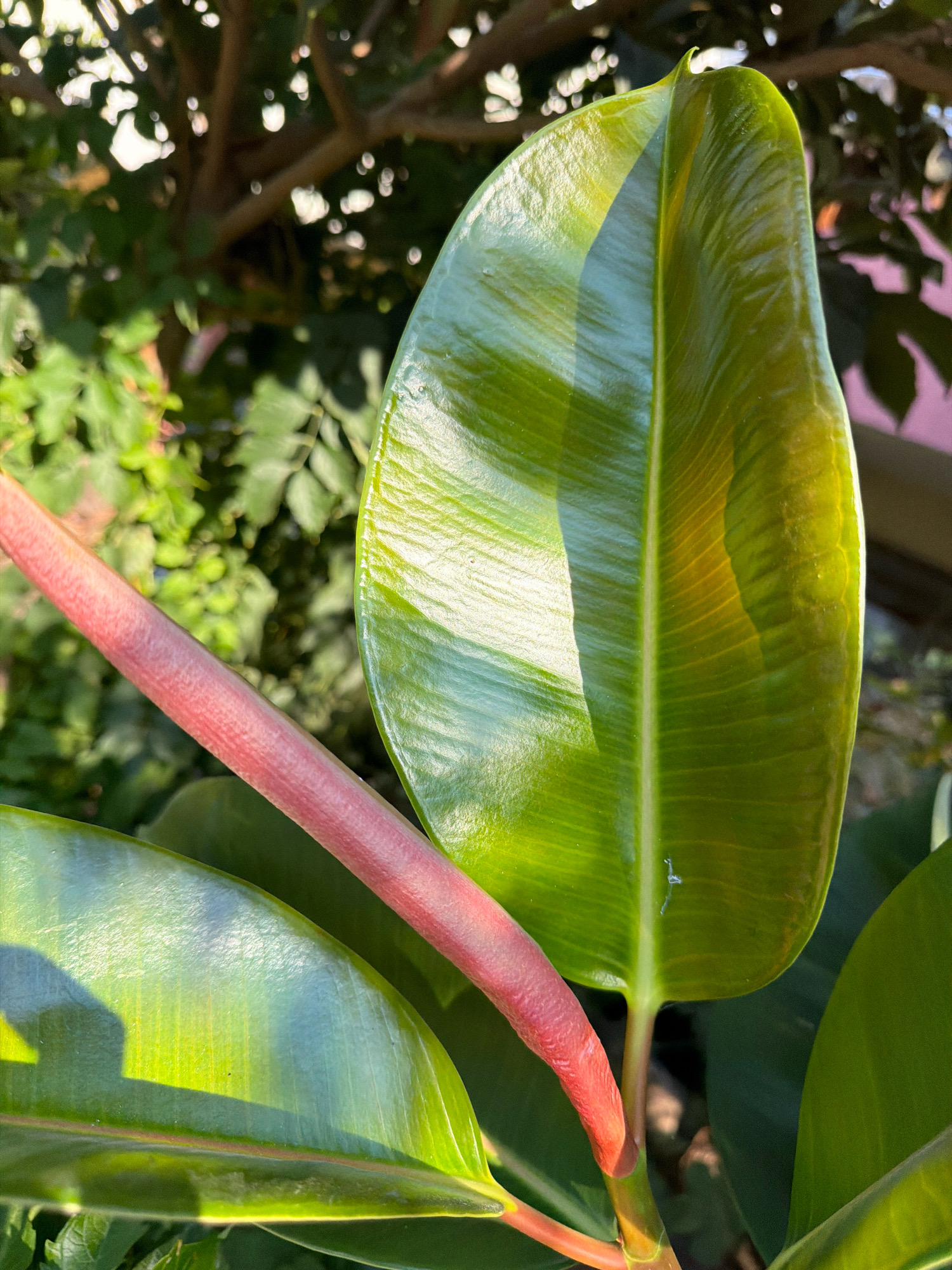 A close-up, eye-level shot shows a vibrant green leaf of a rubber plant, its surface glossy and reflecting sunlight. A thick, reddish-pink stem, possibly a new leaf bud, curves diagonally from the lower left towards the upper right of the frame, positioned in front of the leaf. The background is a blur of green foliage and tree branches, dappled with sunlight, suggesting an outdoor setting bathed in natural light. The image does not contain any people, actions, or interactions. The environment appears to be a garden or a natural outdoor space. The specific location in Antalya, Turkey, cannot be determined from the visual information provided.