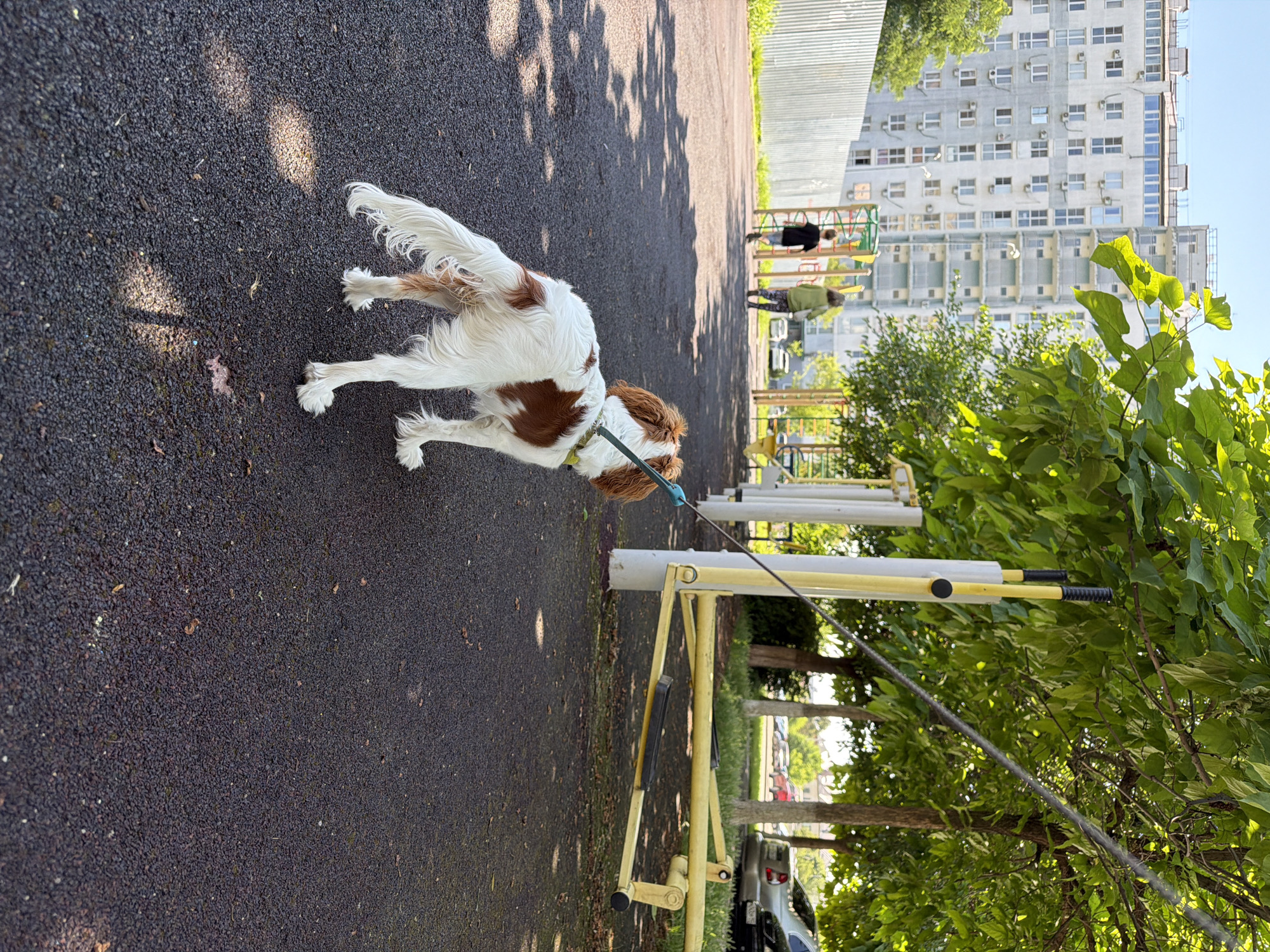 In a residential area of Unknown, Unknown, a tan and white Cavalier King Charles Spaniel on a leash stands on a black asphalt surface. The dog faces away from the camera, looking towards an outdoor fitness area. Behind the dog, two individuals, a child in a black shirt and a person in a green jacket, walk away from the camera. In the background, a multi-story apartment building is visible, bordered by a metal fence on the left and trees on the right. The sky is clear and blue.