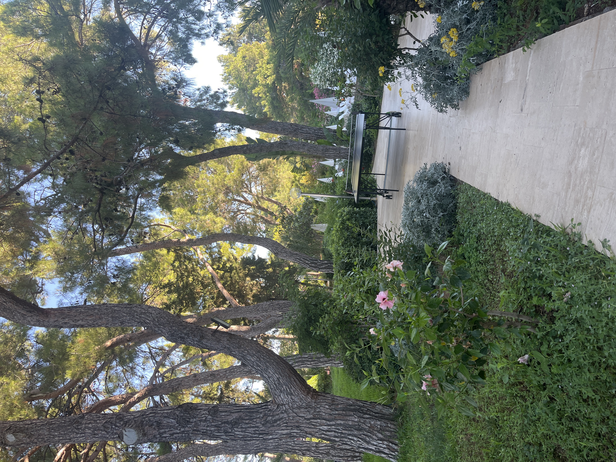 This image depicts an outdoor recreational area in Alanya, Turkey, characterized by a lush, verdant landscape. A paved pathway, made of large, light-colored rectangular stones, curves through the scene, guiding the viewer's eye towards a black ping pong table positioned on the right side of the path. Surrounding the pathway and the table are various types of vegetation, including mature trees with thick trunks, dense green bushes, and flowering plants, some of which are bearing pink and yellow blossoms. In the background, several white umbrellas are visible, suggesting a resort or leisure facility. The overall ambiance is serene and natural, with sunlight dappling through the trees, creating a warm and inviting atmosphere. There are no people visible in the image.
